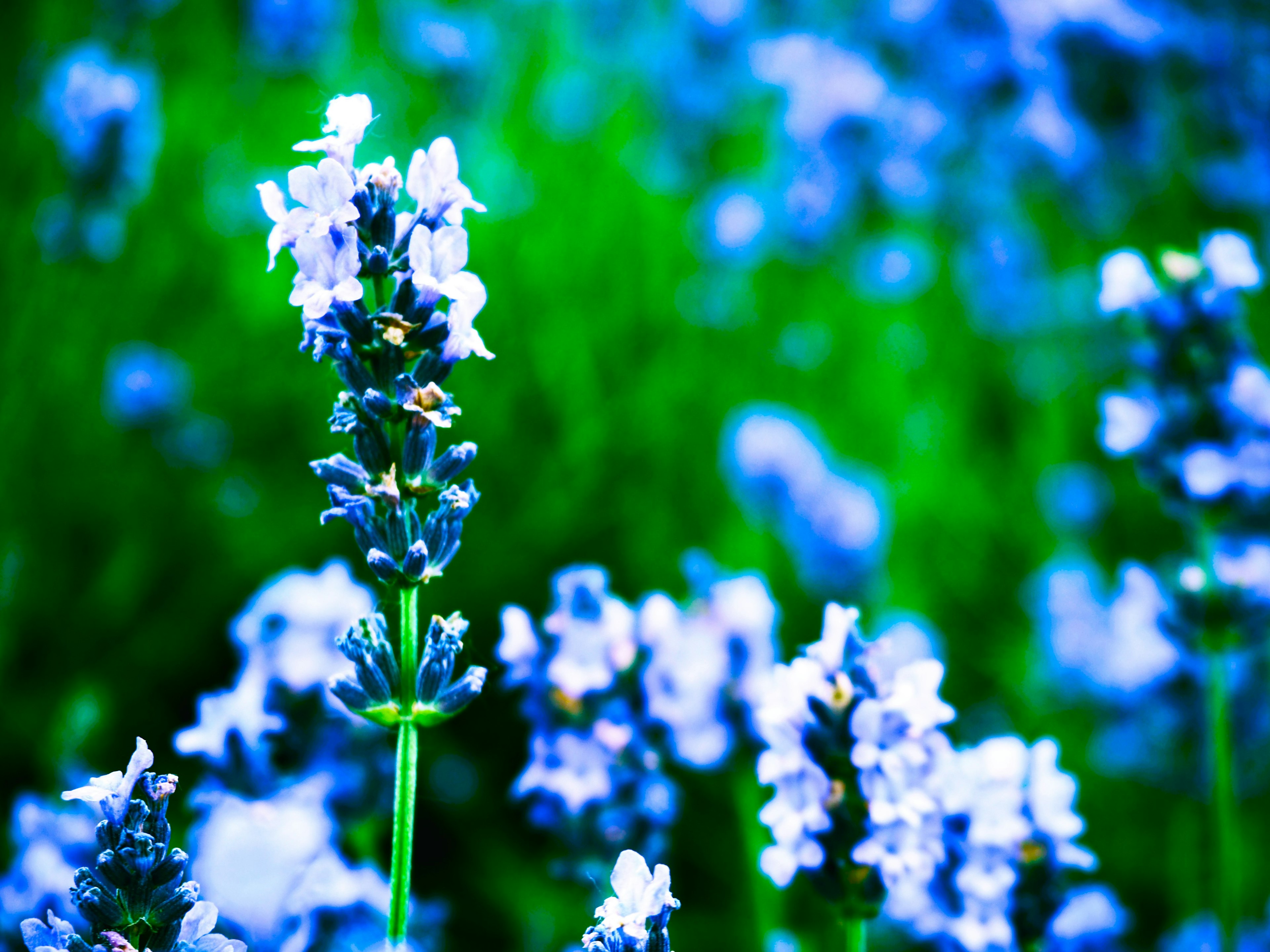 Beautiful lavender flowers in blue hues against a green background