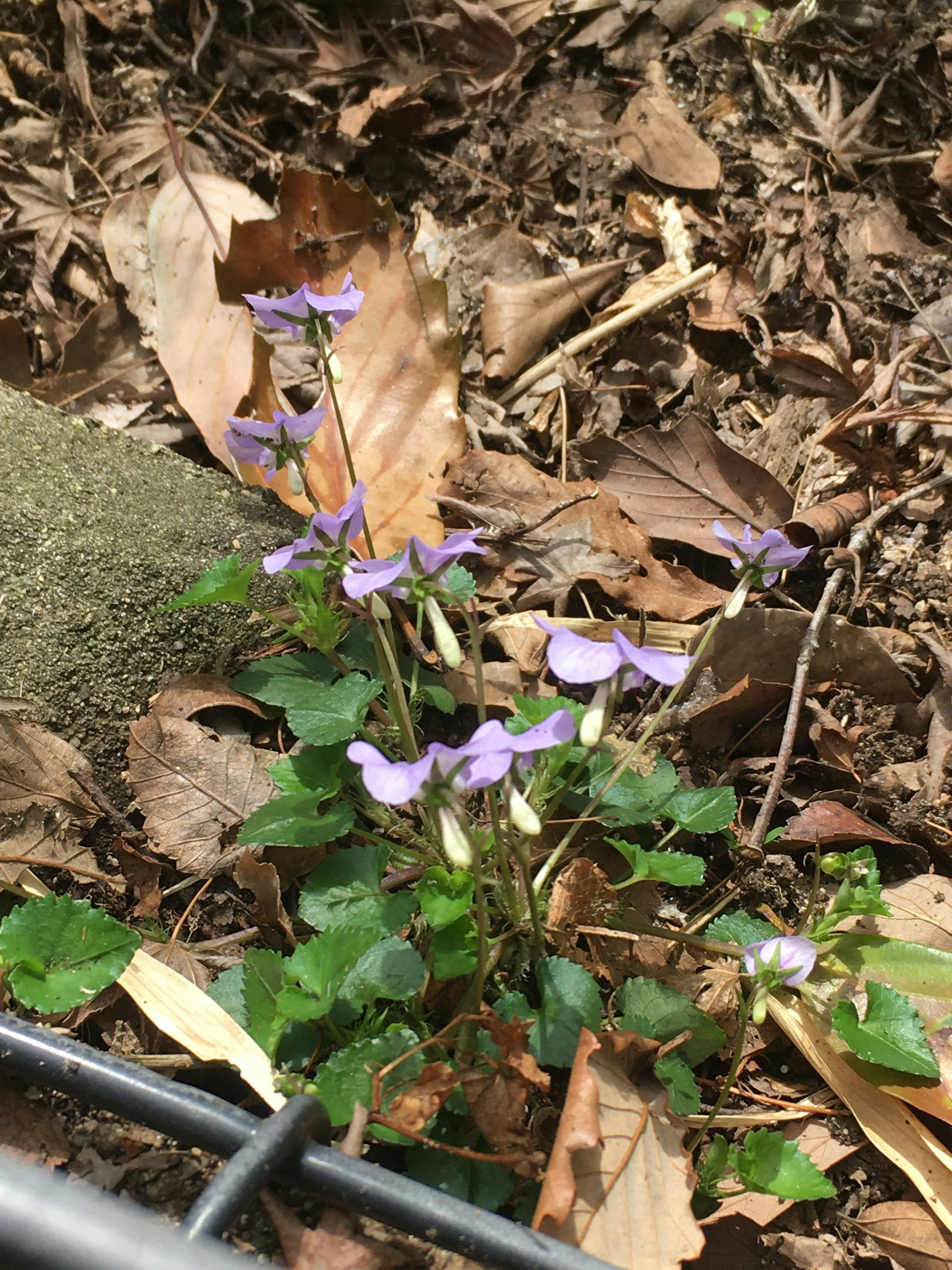 Kleine Pflanze mit lila Blüten, die zwischen trockenen Blättern wächst