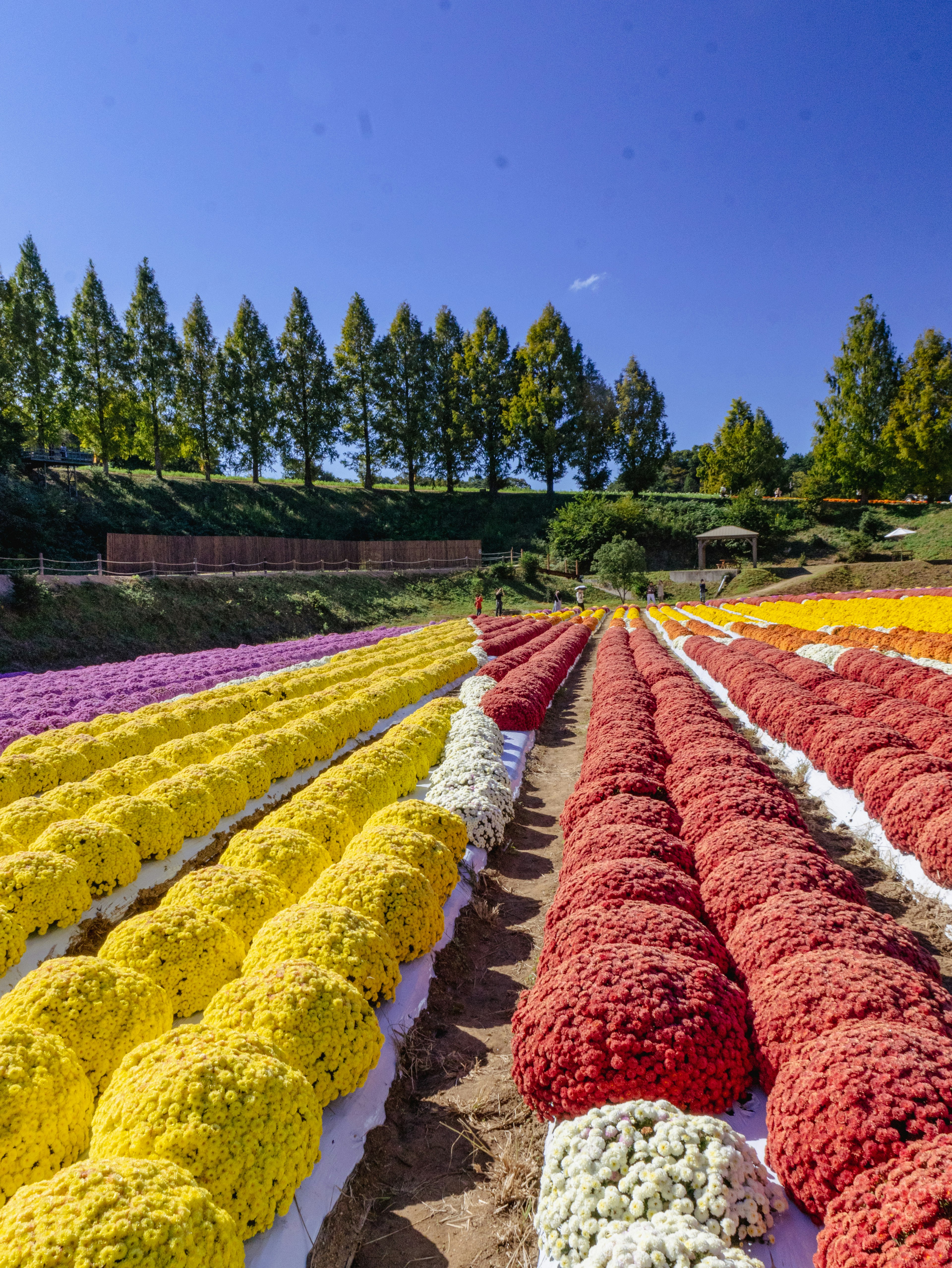 色とりどりの花が並ぶ美しい風景