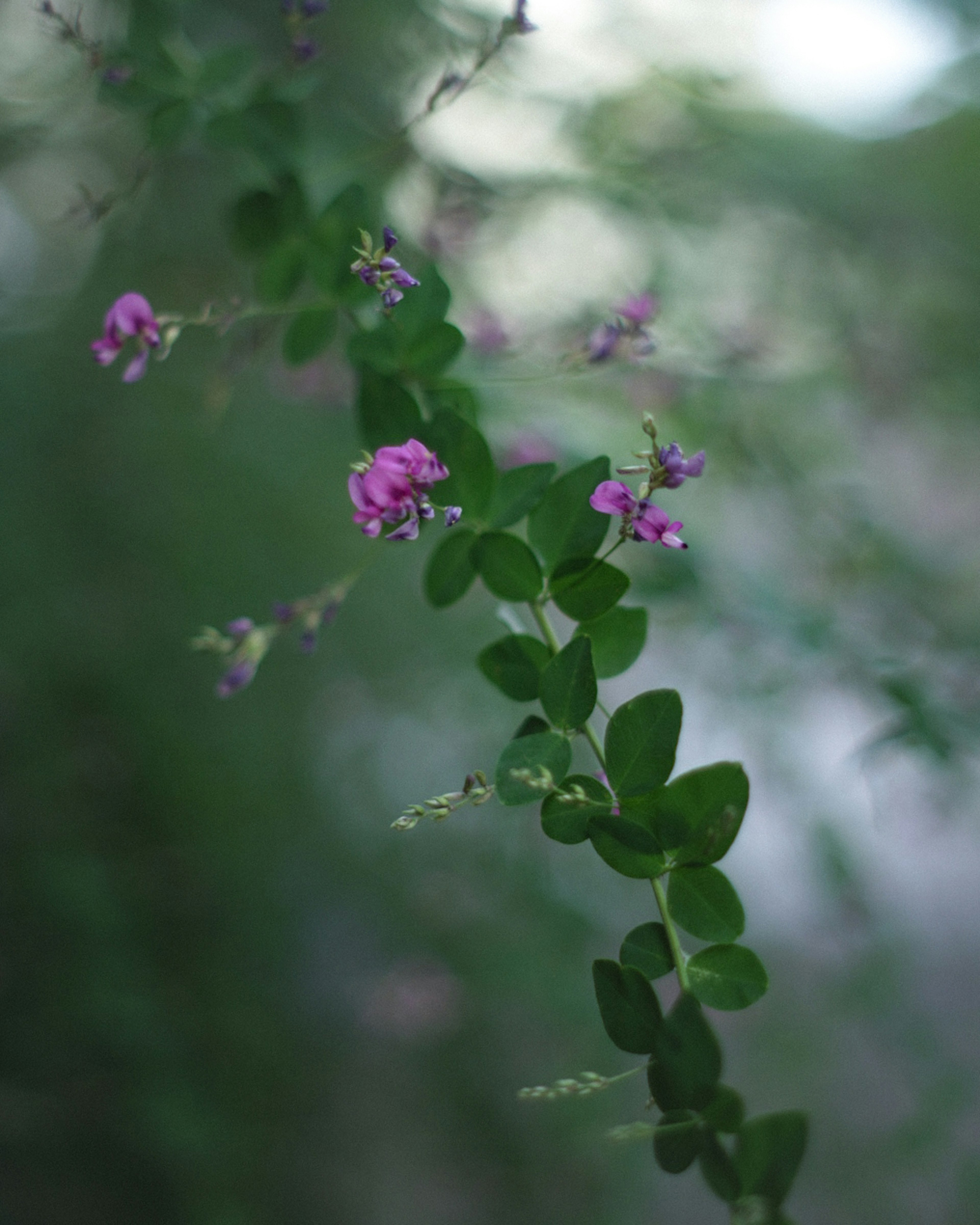 Primer plano de una planta trepadora con pequeñas flores moradas sobre un fondo verde