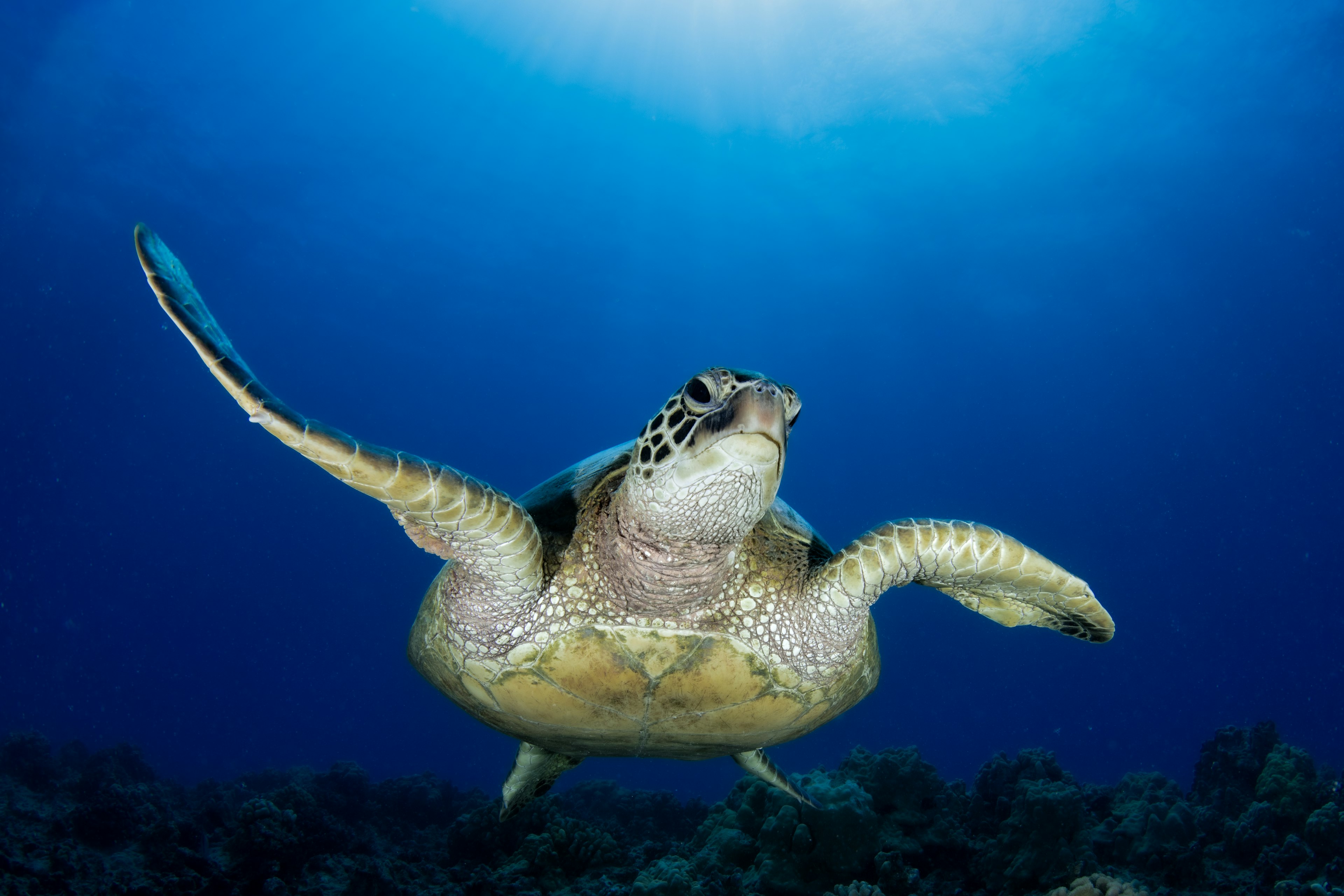 Una tortuga marina nadando con gracia bajo el agua