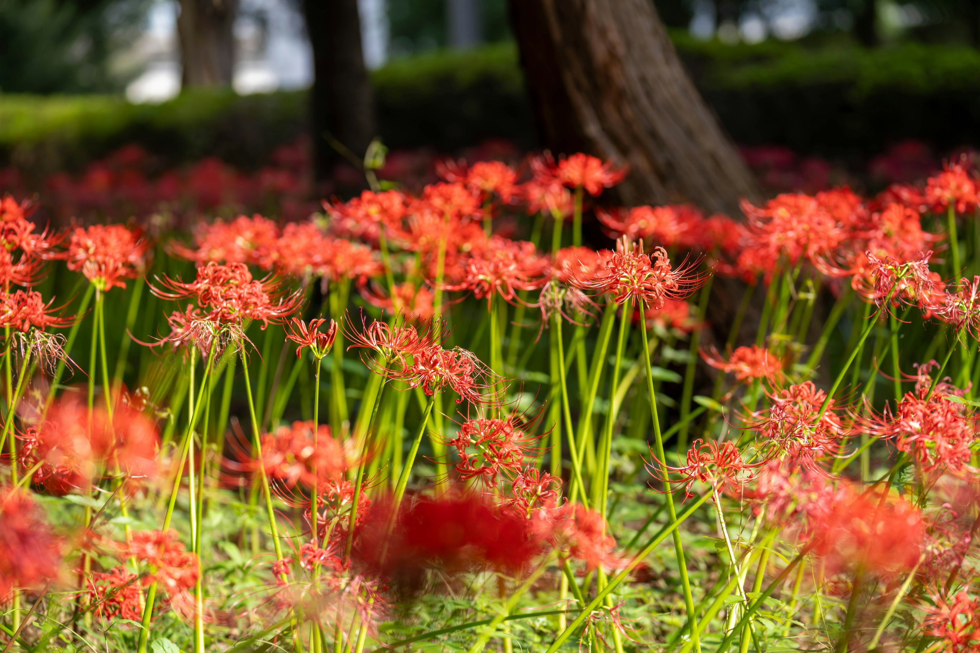 Campo de vibrantes lirios rojos en flor