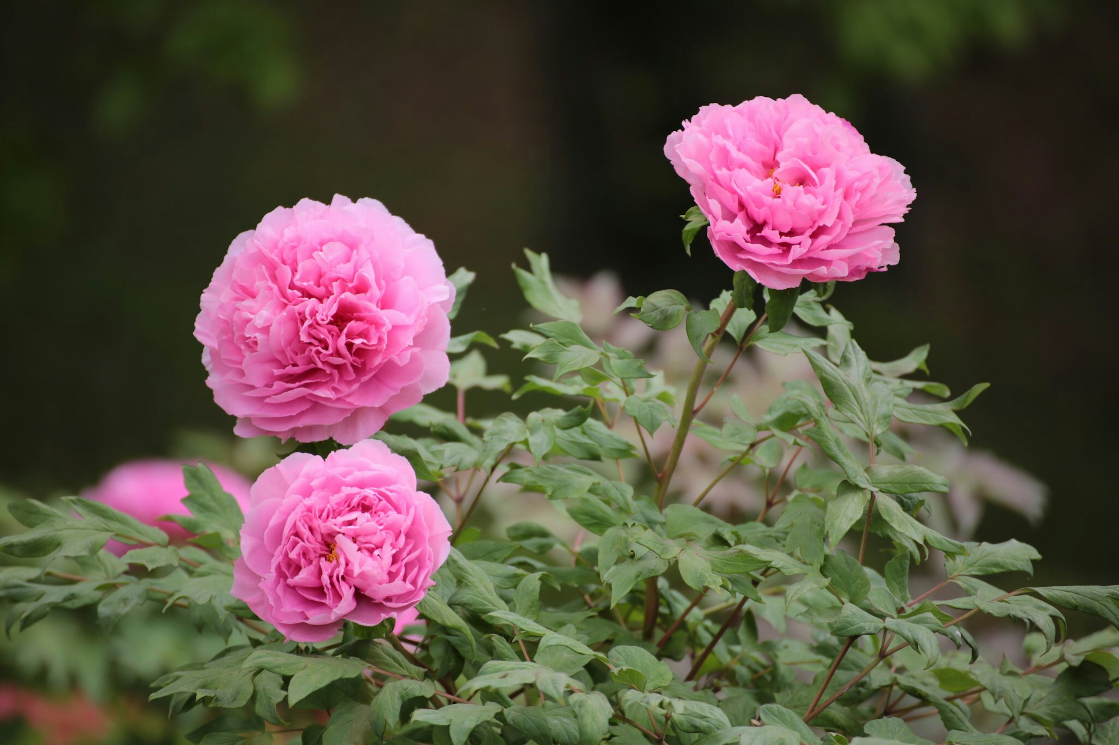 Gros plan sur des fleurs de pivoine roses en fleur sur une plante verte