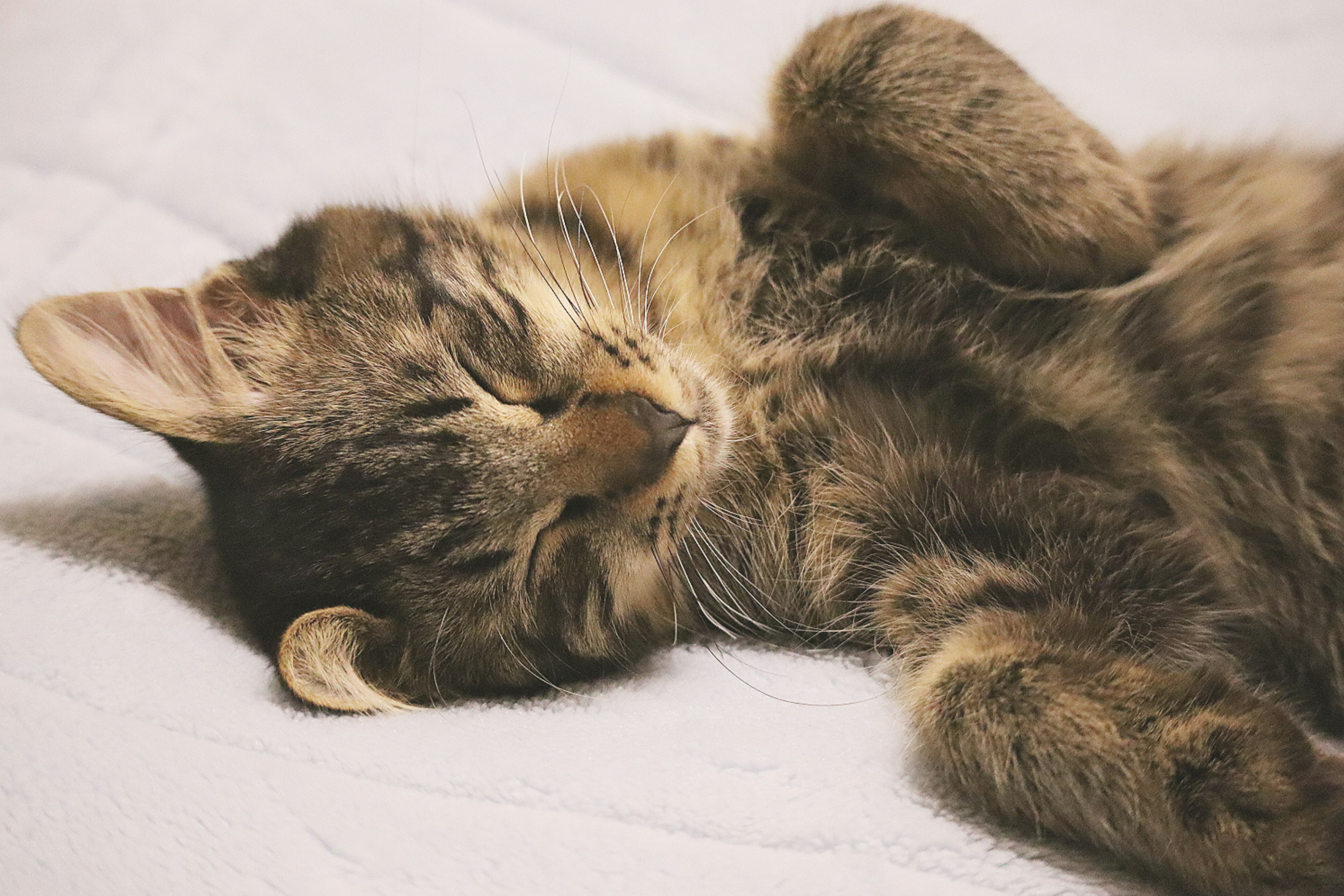 Gato atigrado durmiendo acostado de espaldas