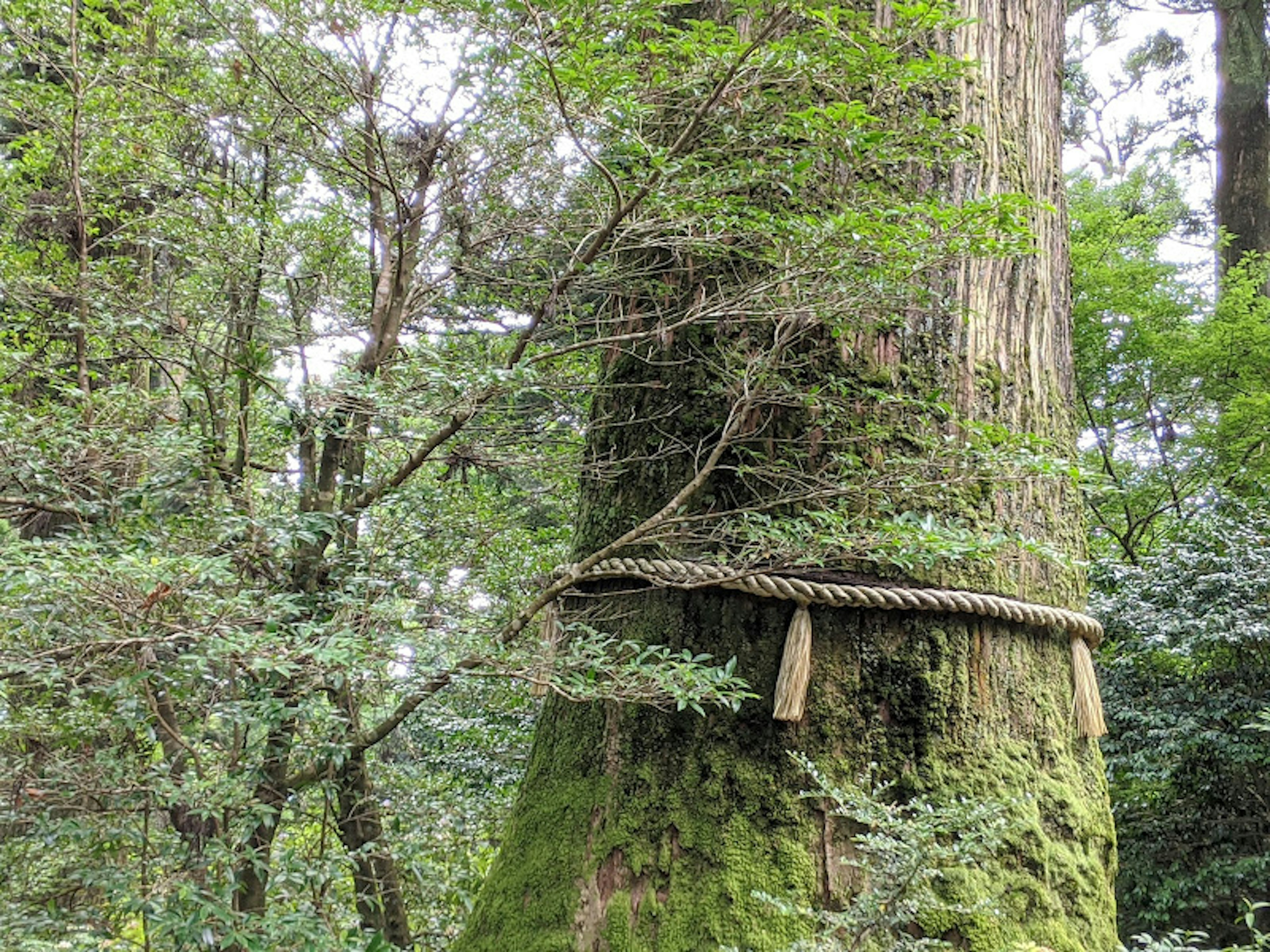 Un gran árbol cubierto de musgo rodeado de vegetación verde