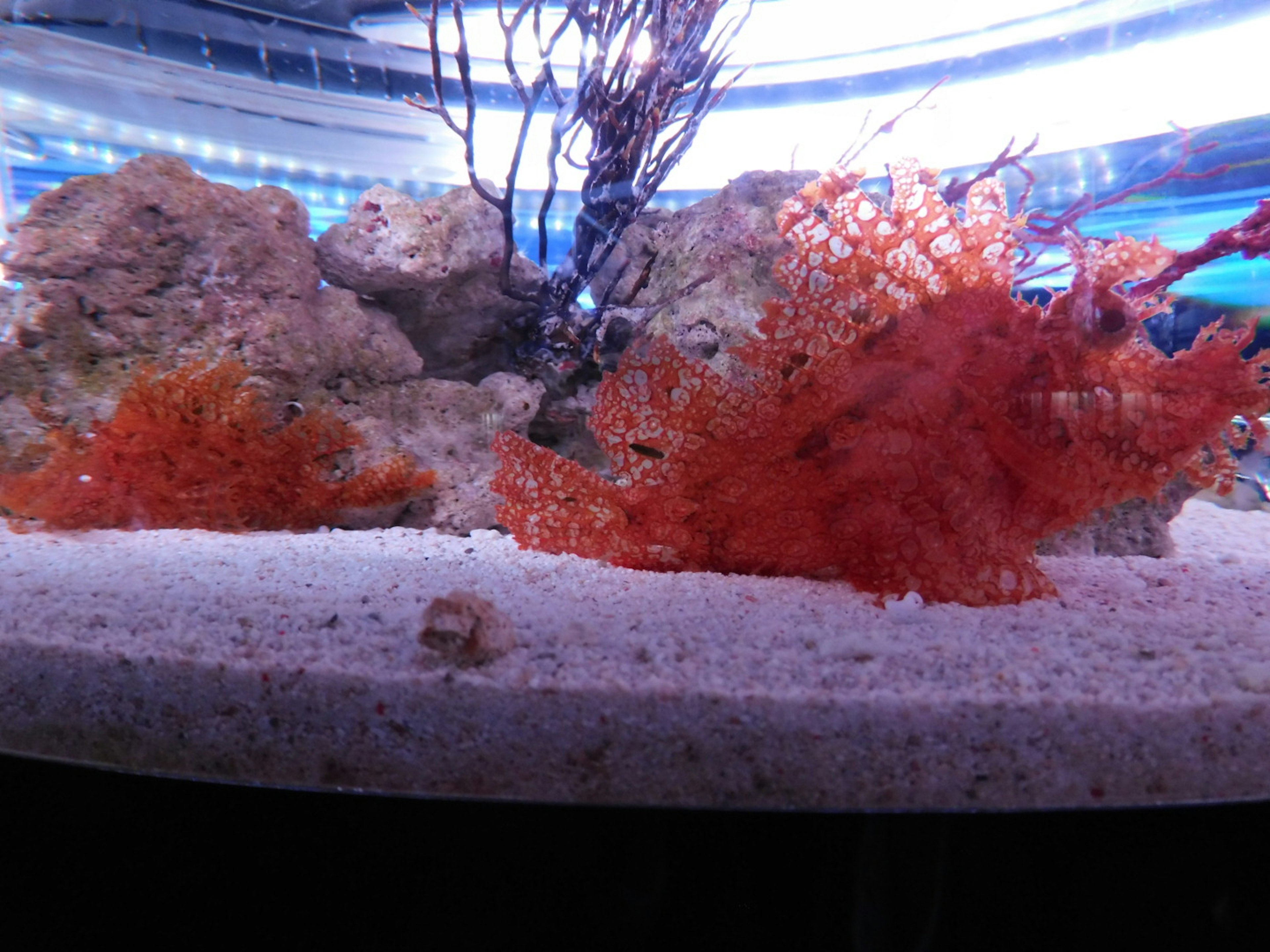 Red seaweed and rocks in an aquarium