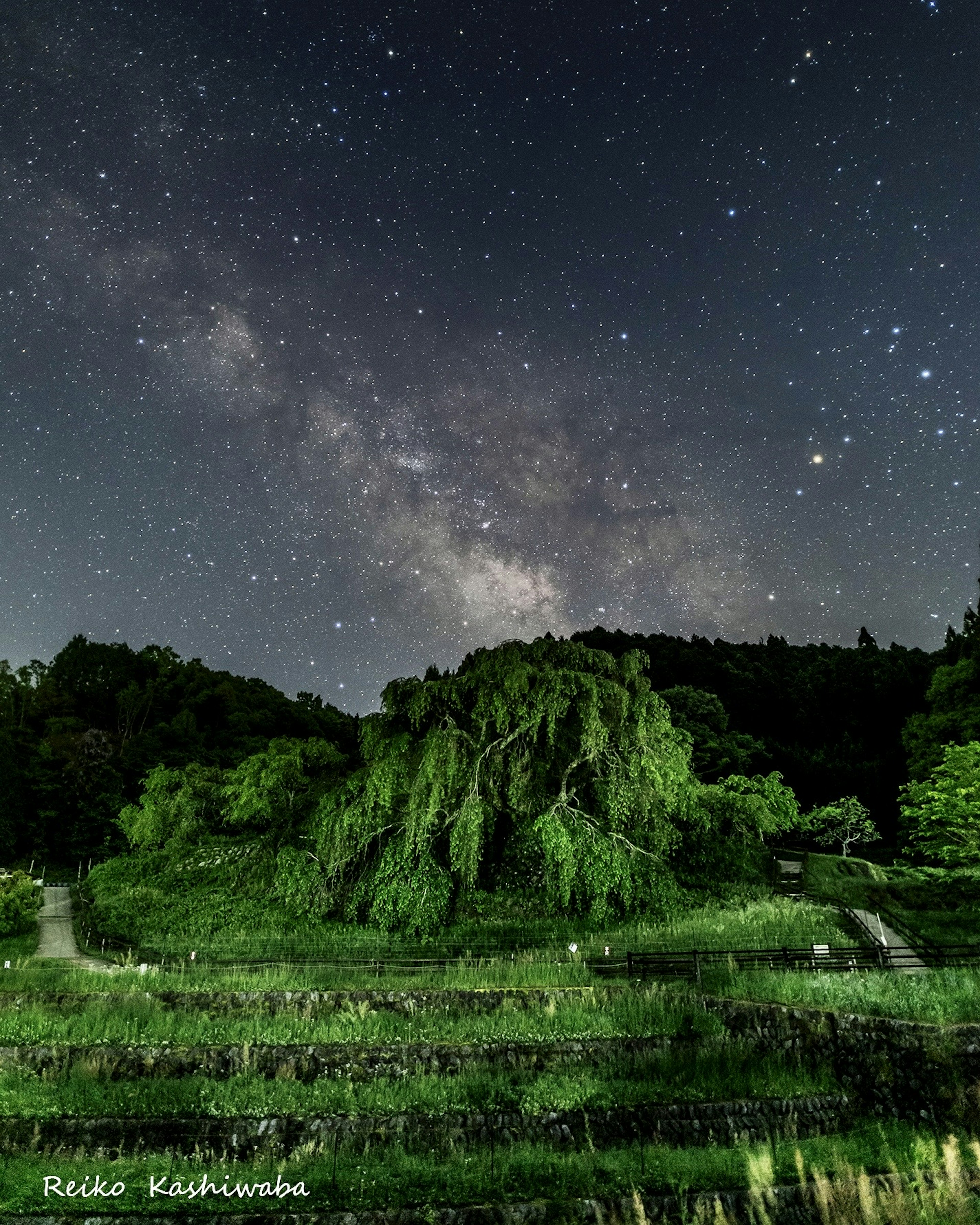 Paysage nocturne avec des étoiles et la Voie lactée sur une verdure luxuriante