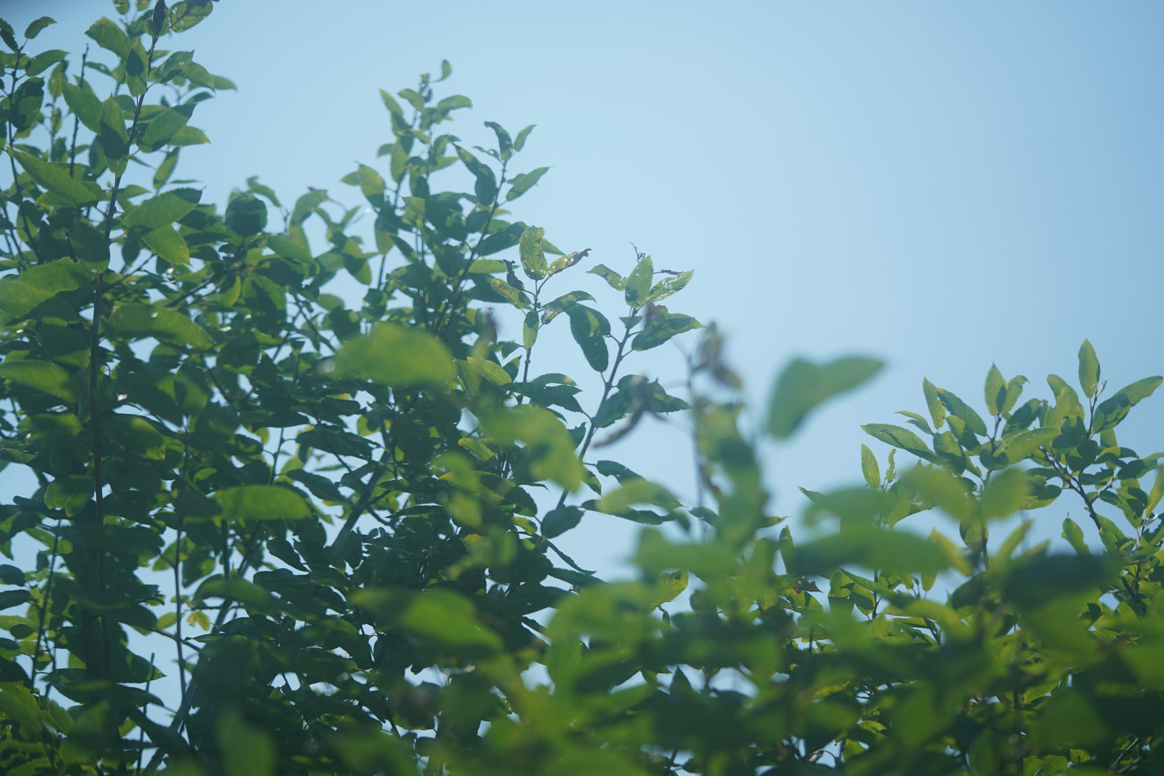 Siluet daun hijau di bawah langit biru