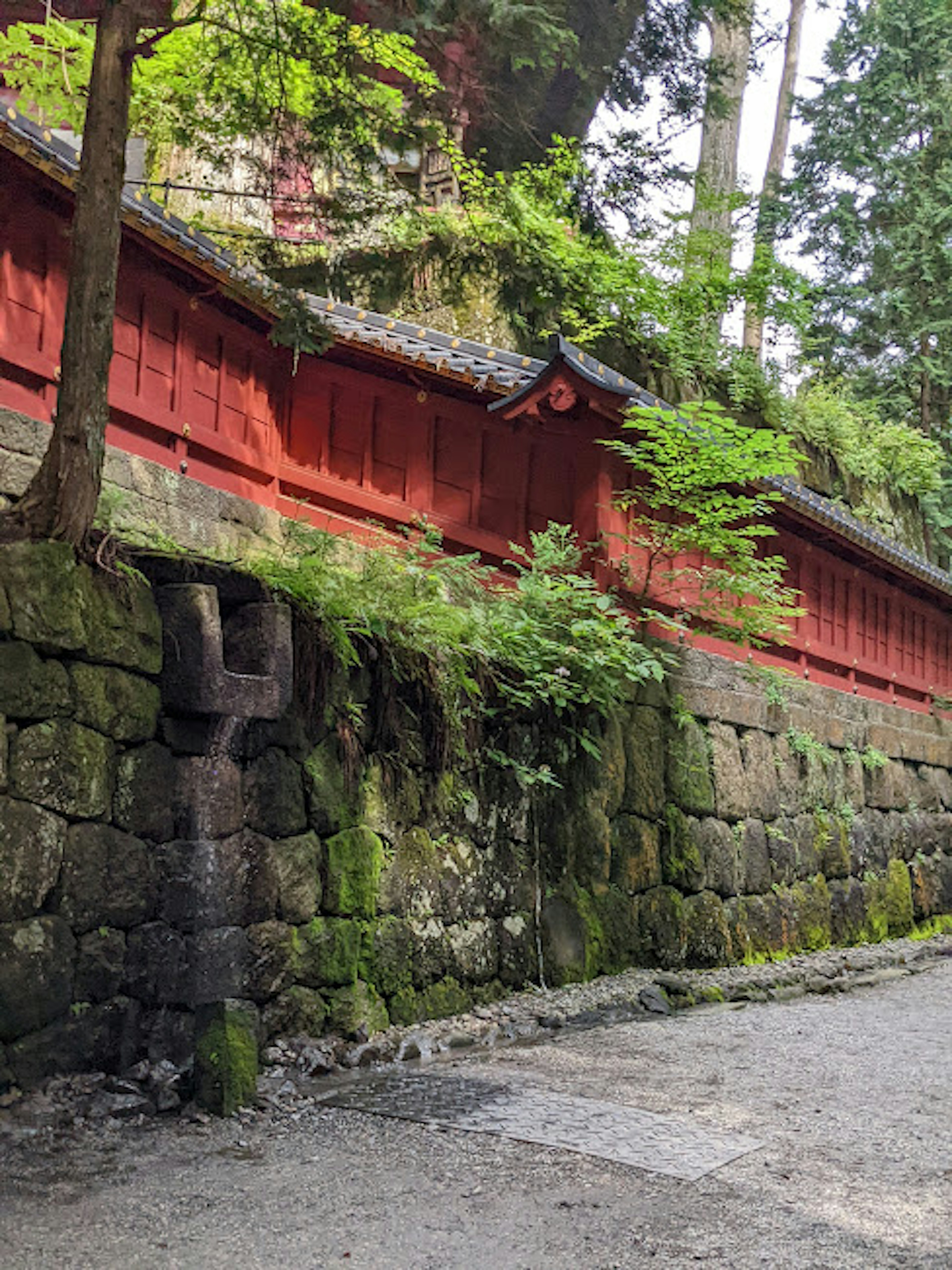 赤い壁と緑の植物が調和する石造りの道