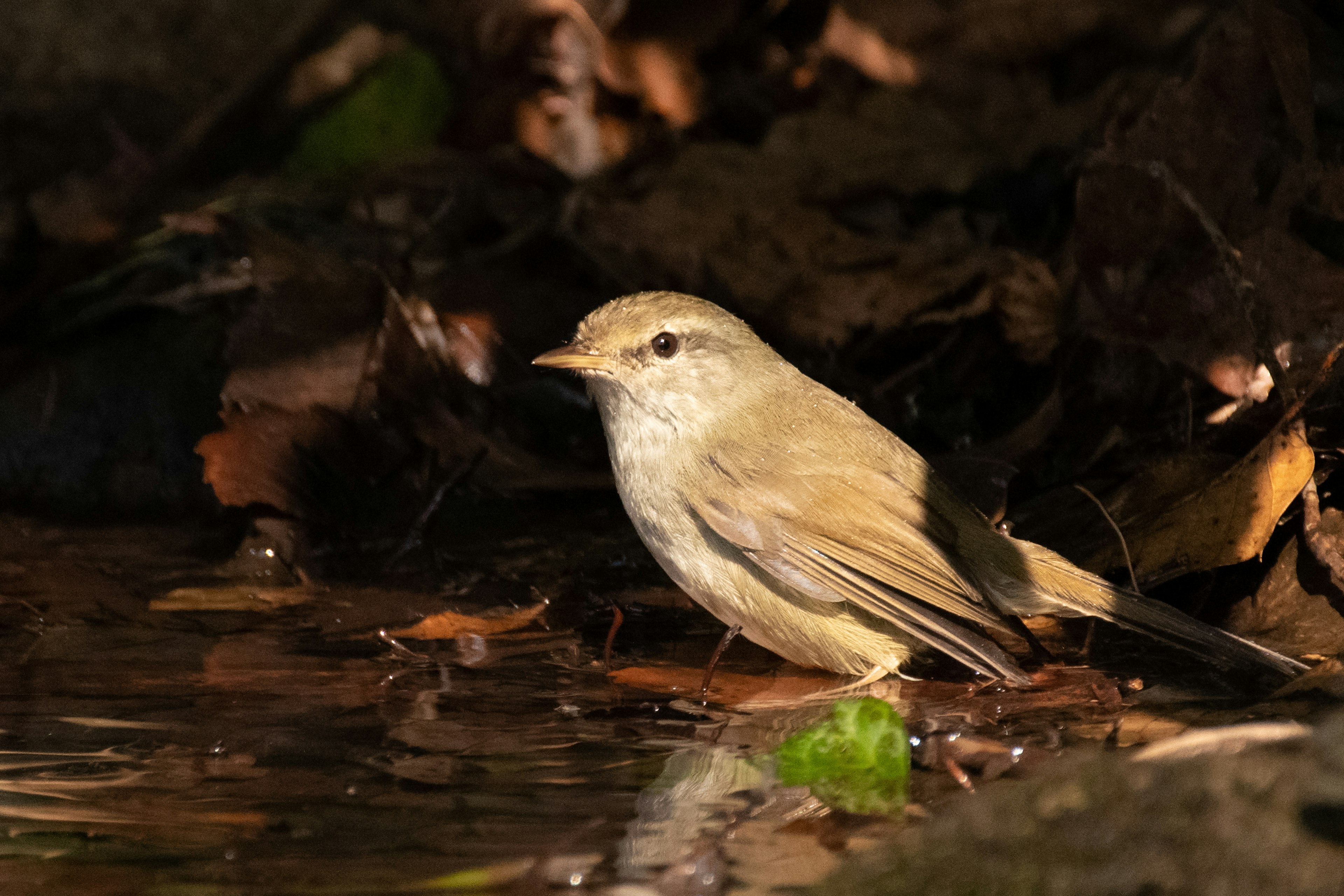 Un pequeño pájaro cerca del agua con plumas marrones y un pico delgado