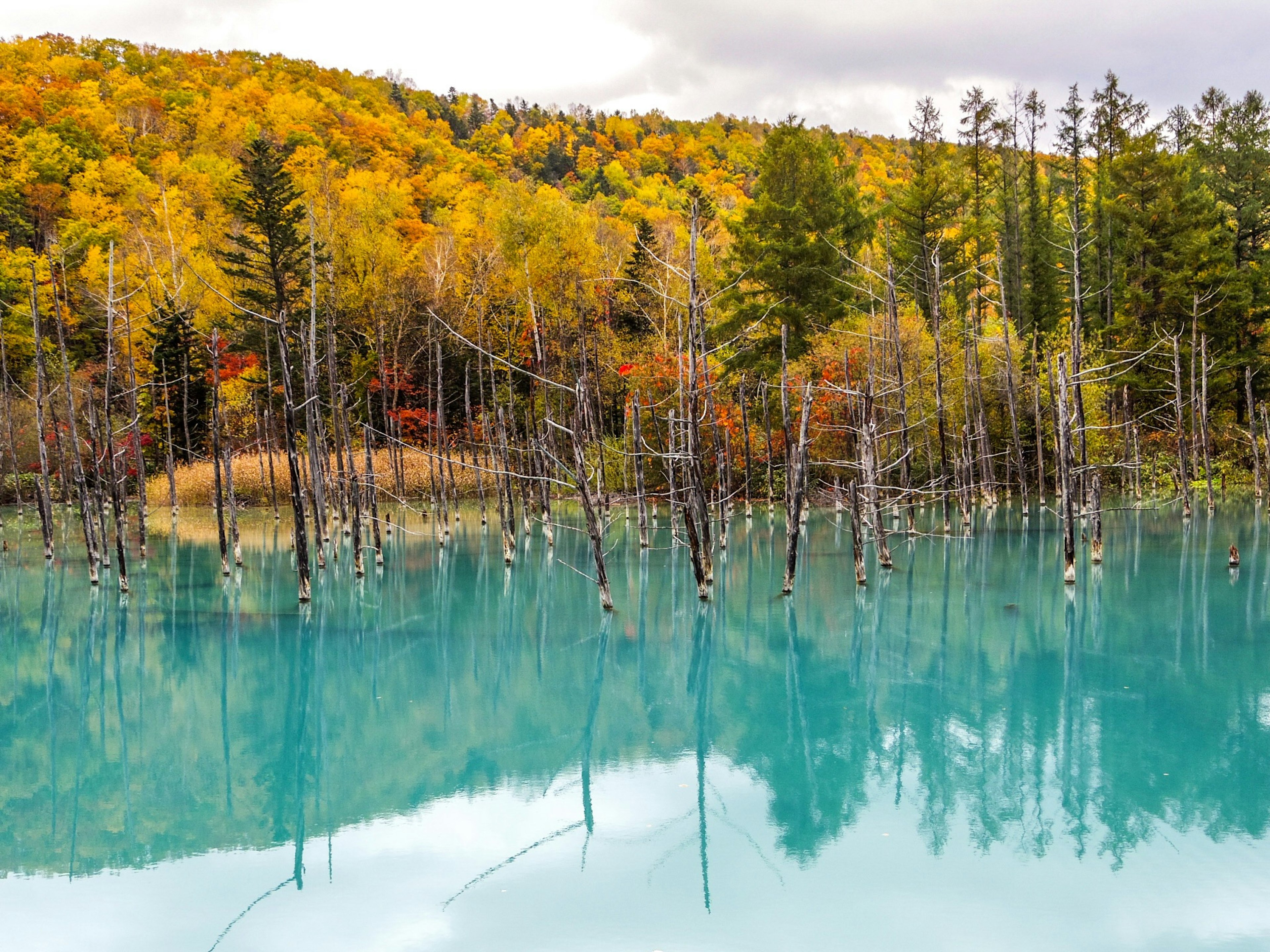 Paesaggio autunnale con alberi colorati e alberi morti riflessi in un lago blu