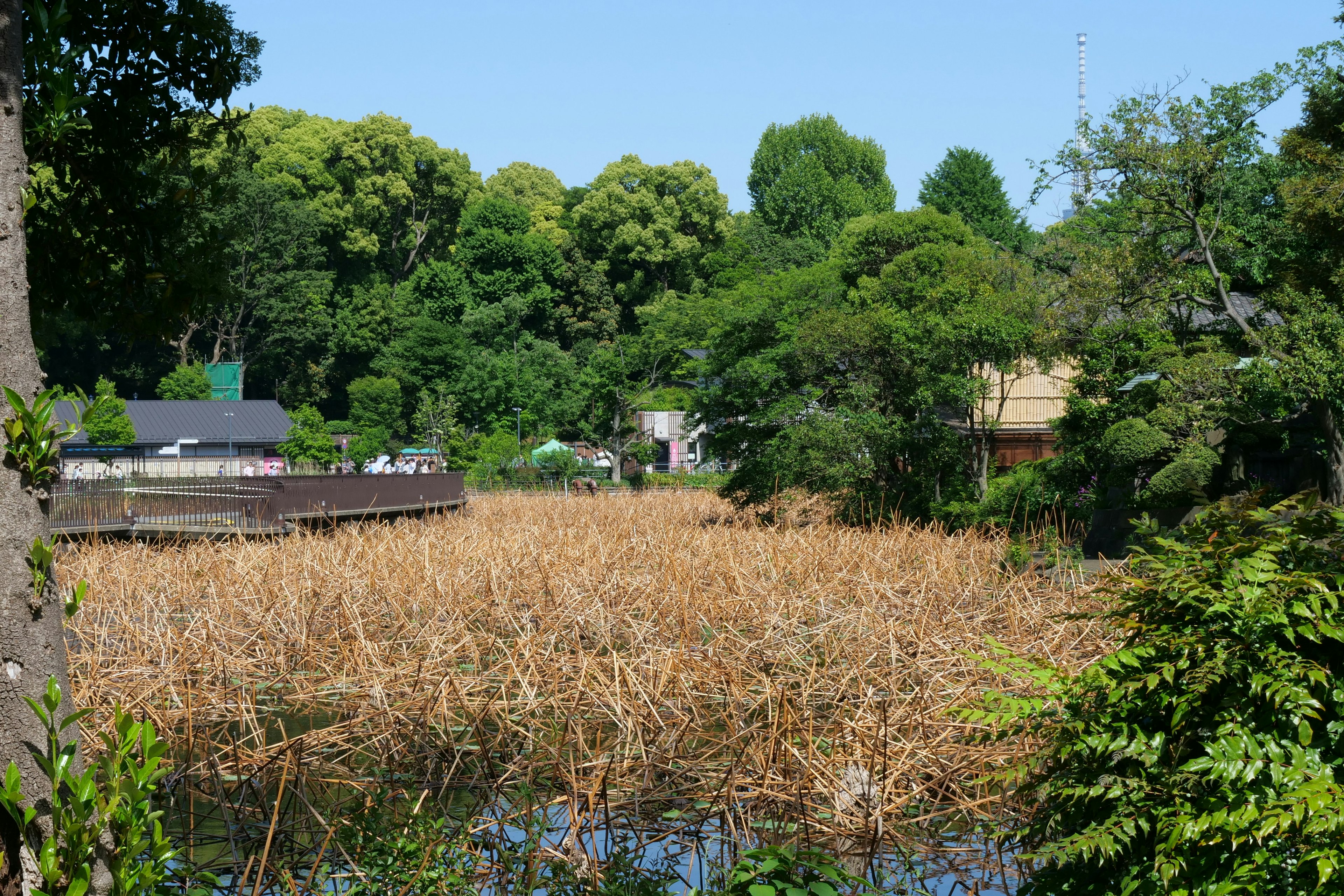 河川と周囲の緑木が映える風景 薄茶色の枯れた草が広がる