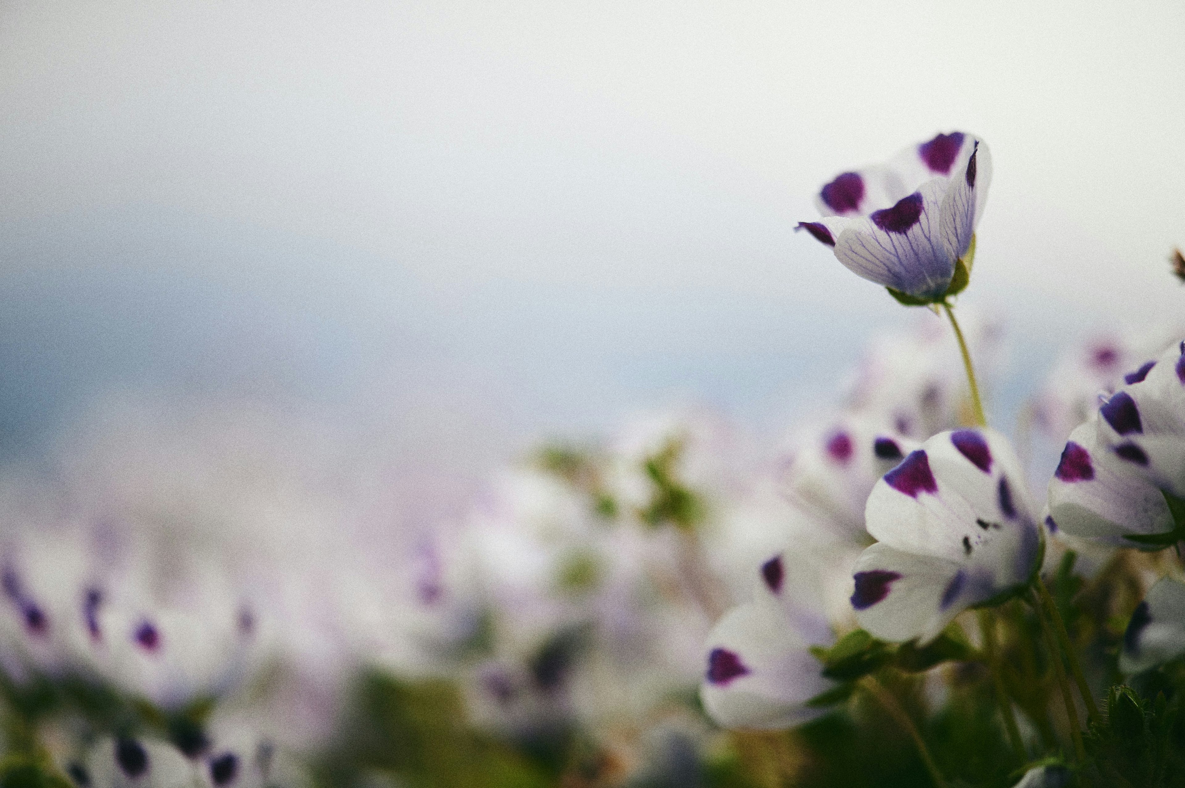 Feld von weißen Blumen mit lila Flecken im sanften Fokus