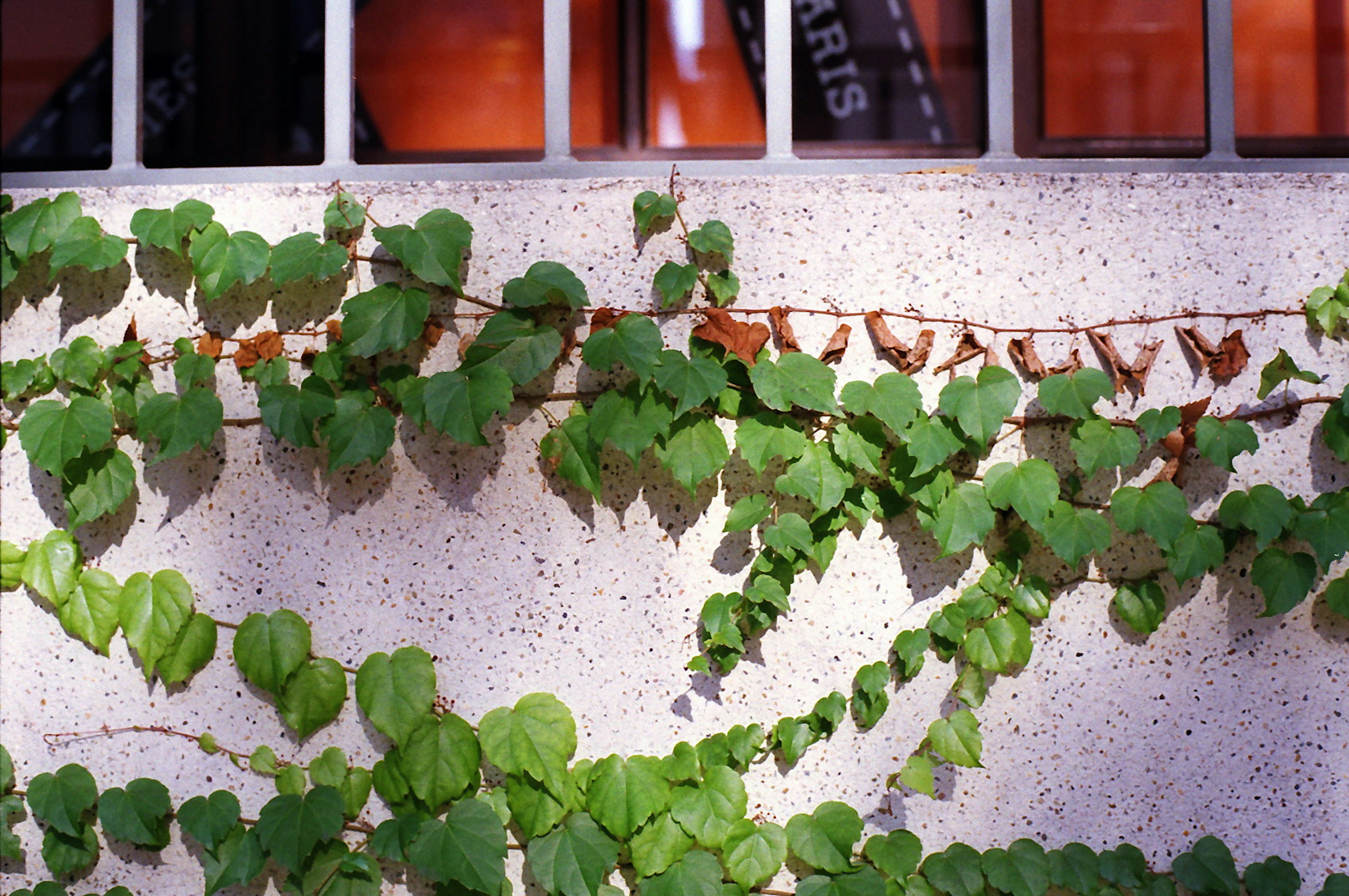 Green climbing plants covering a textured wall