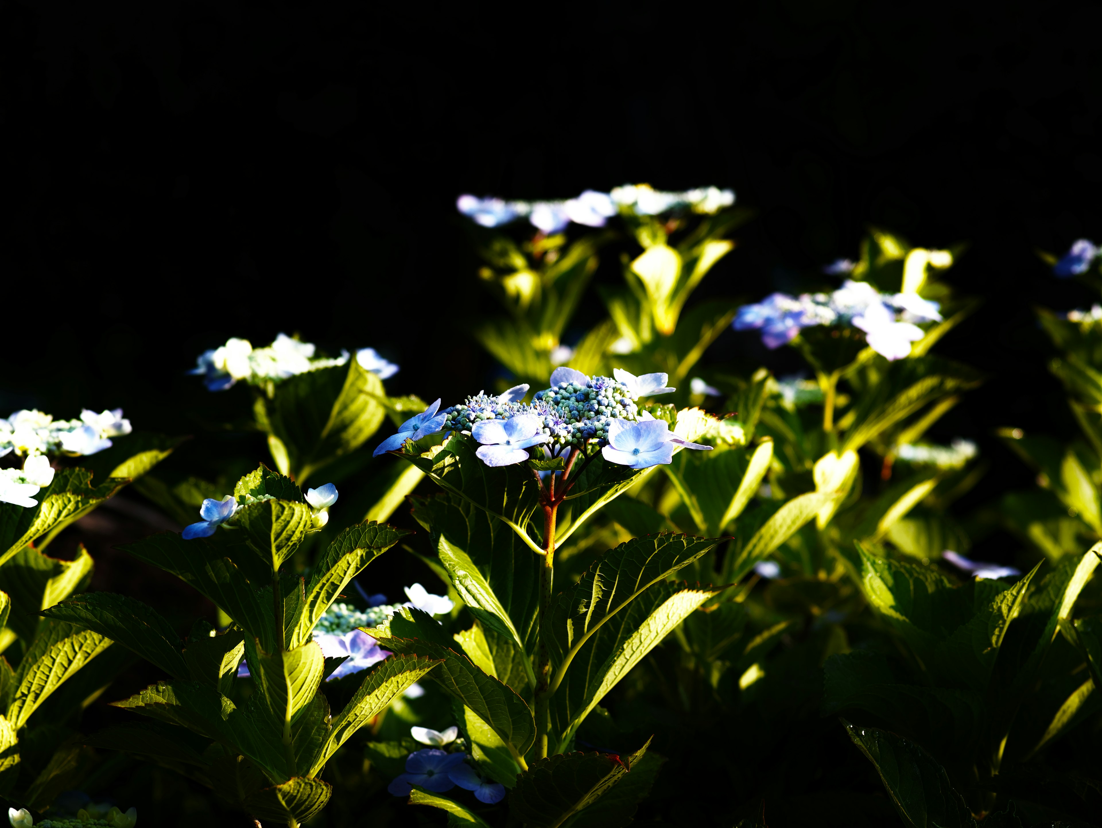 Flores azules y hojas verdes iluminadas sobre un fondo oscuro