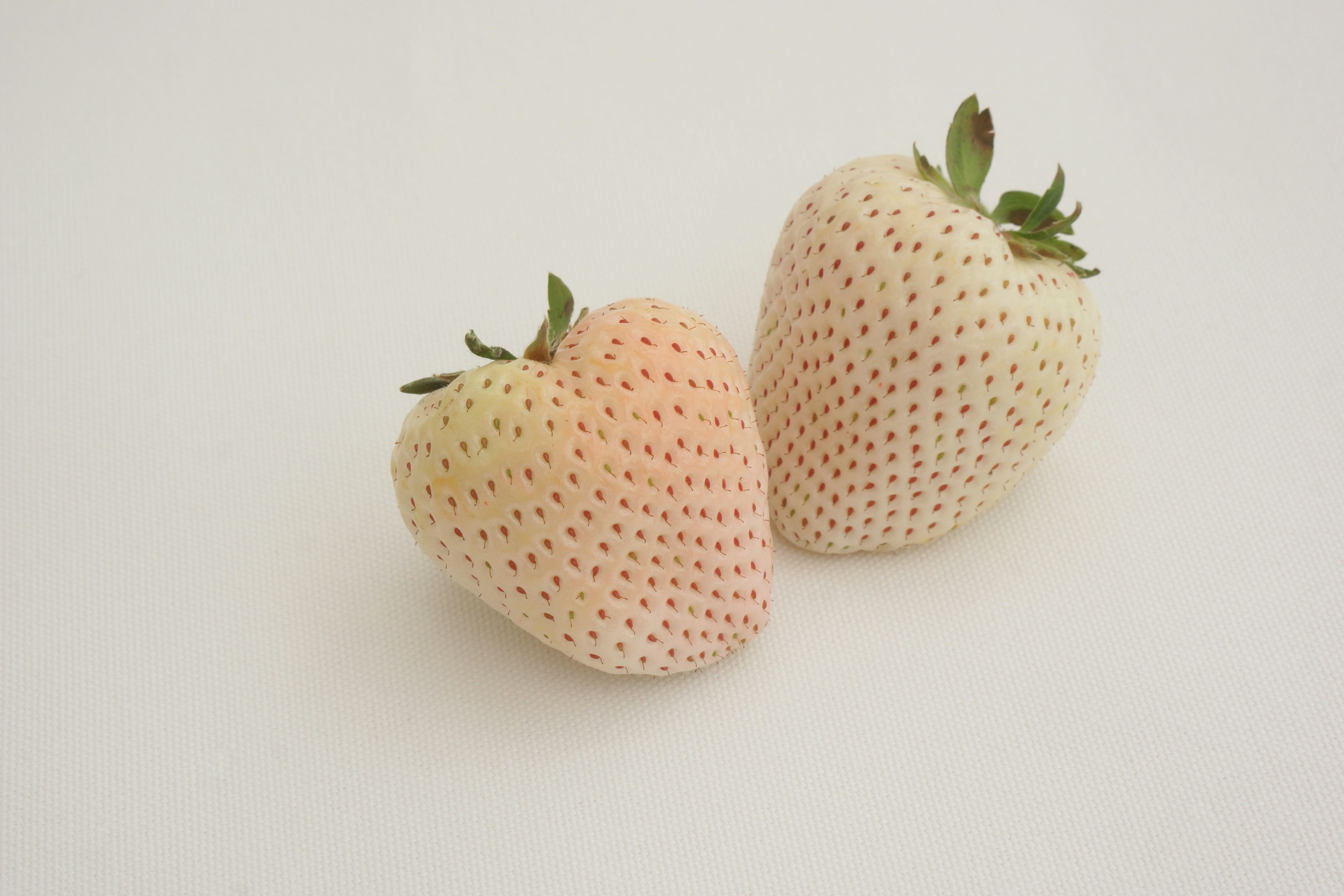 Two white strawberries placed on a white background