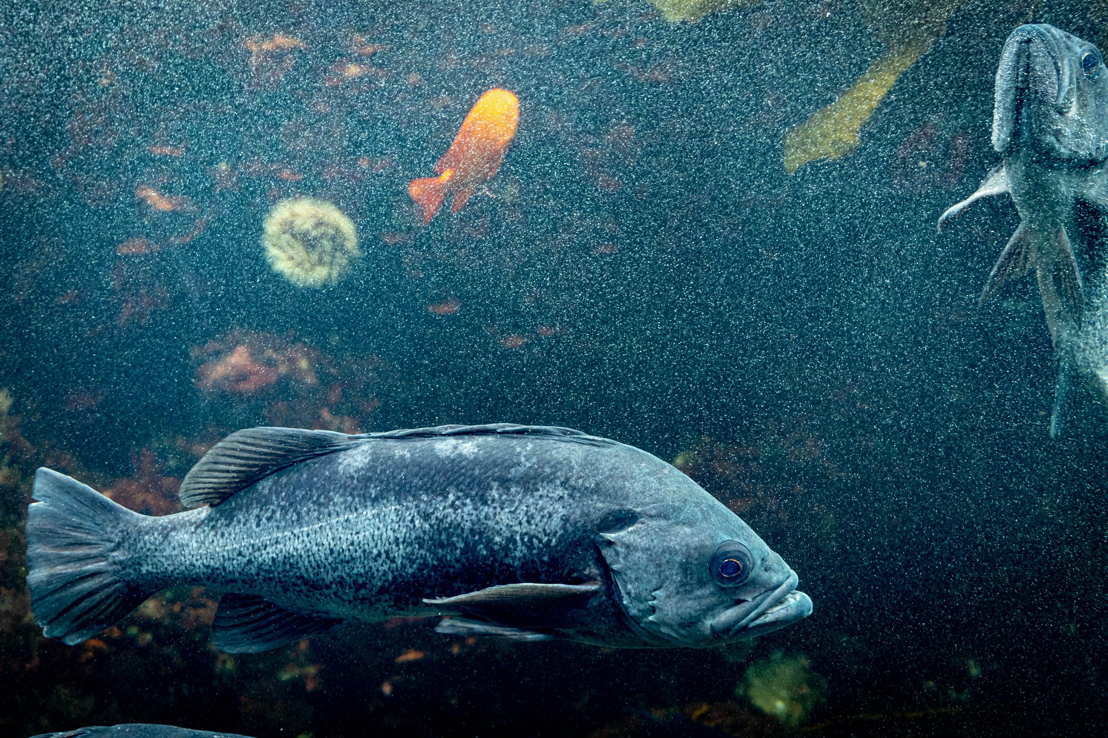 水中游泳的魚和背景中的多彩海洋生物