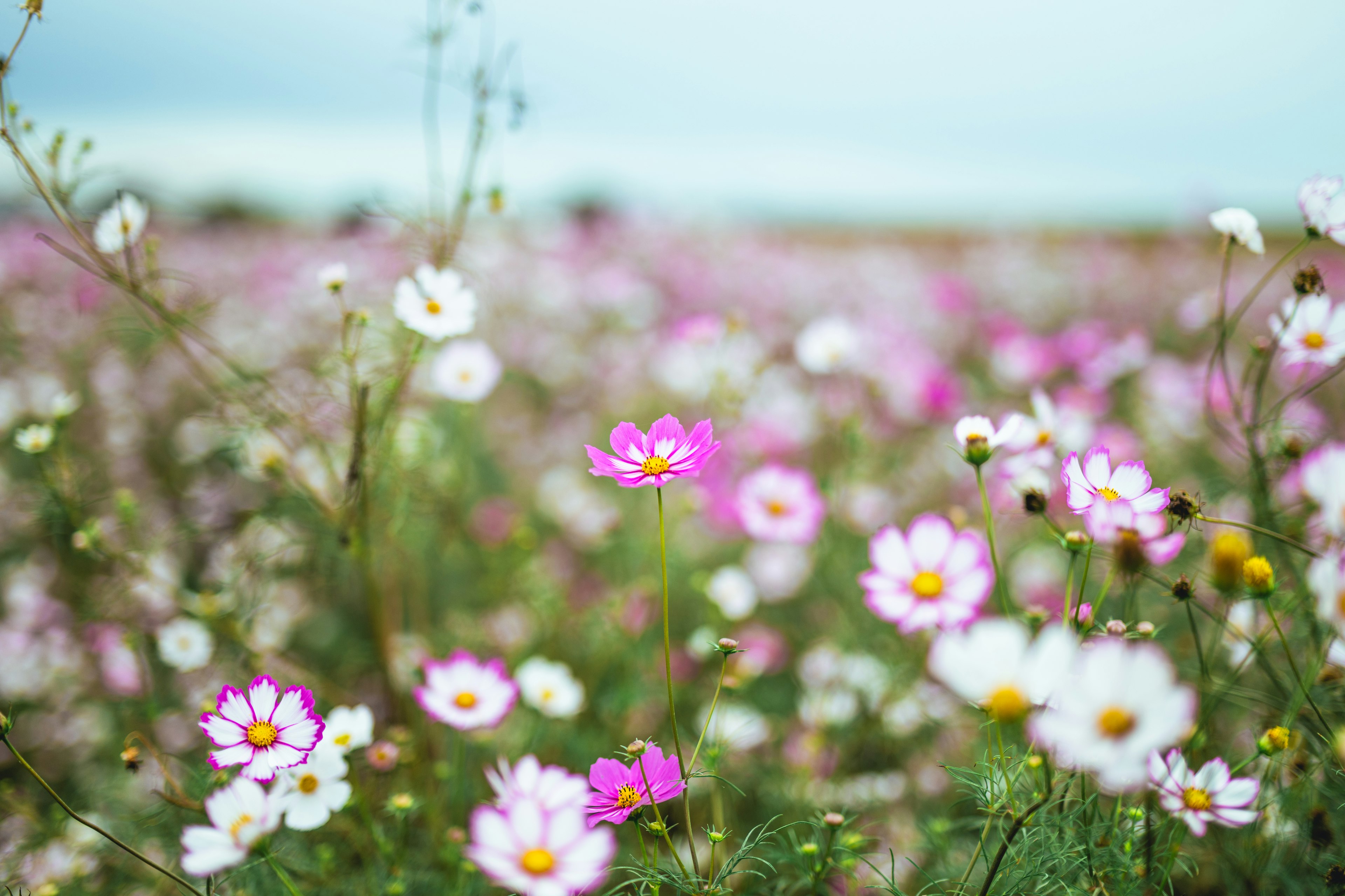 色とりどりの花が咲く広い野原の風景