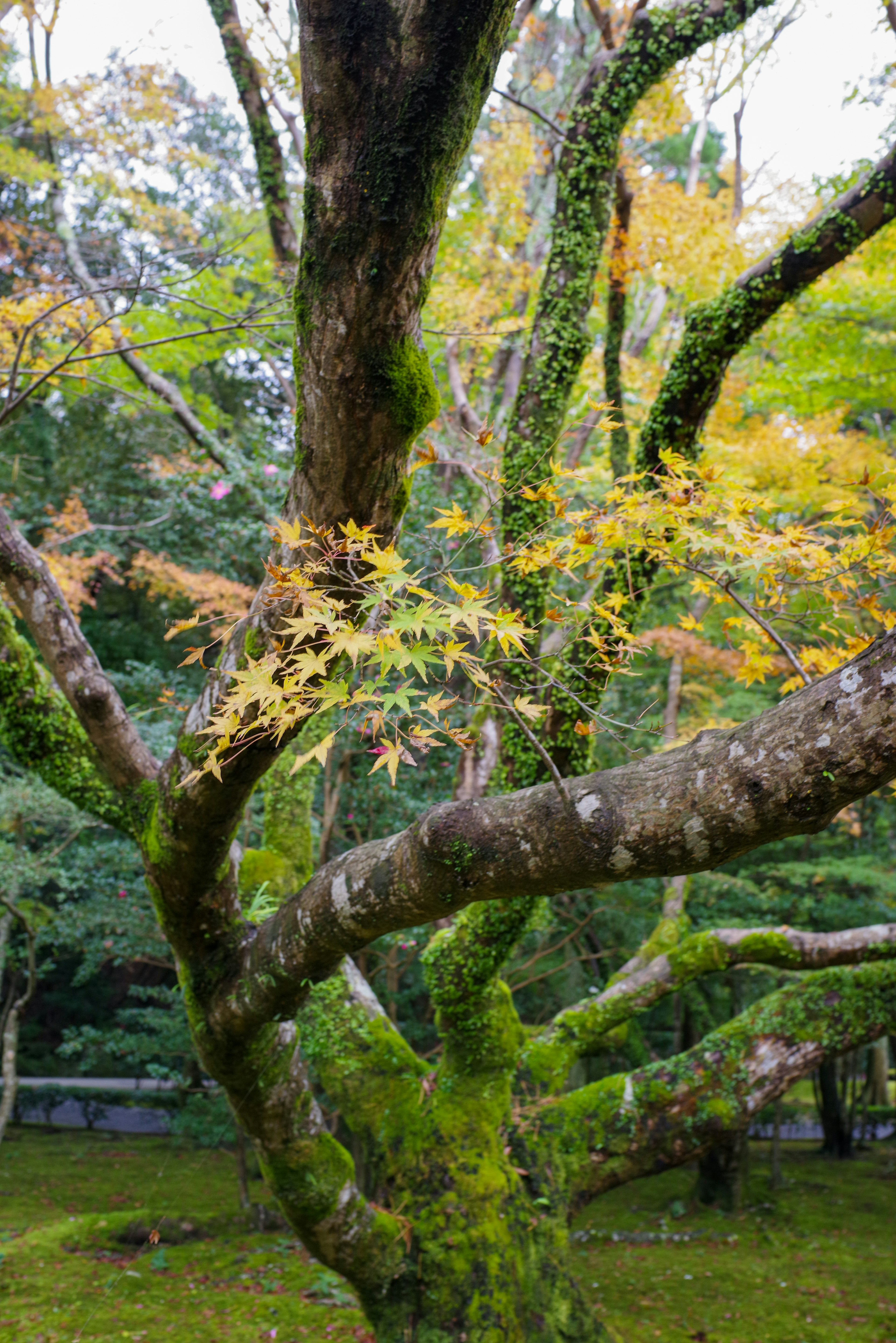 緑の苔で覆われた太い幹と色づいた葉を持つ木の枝