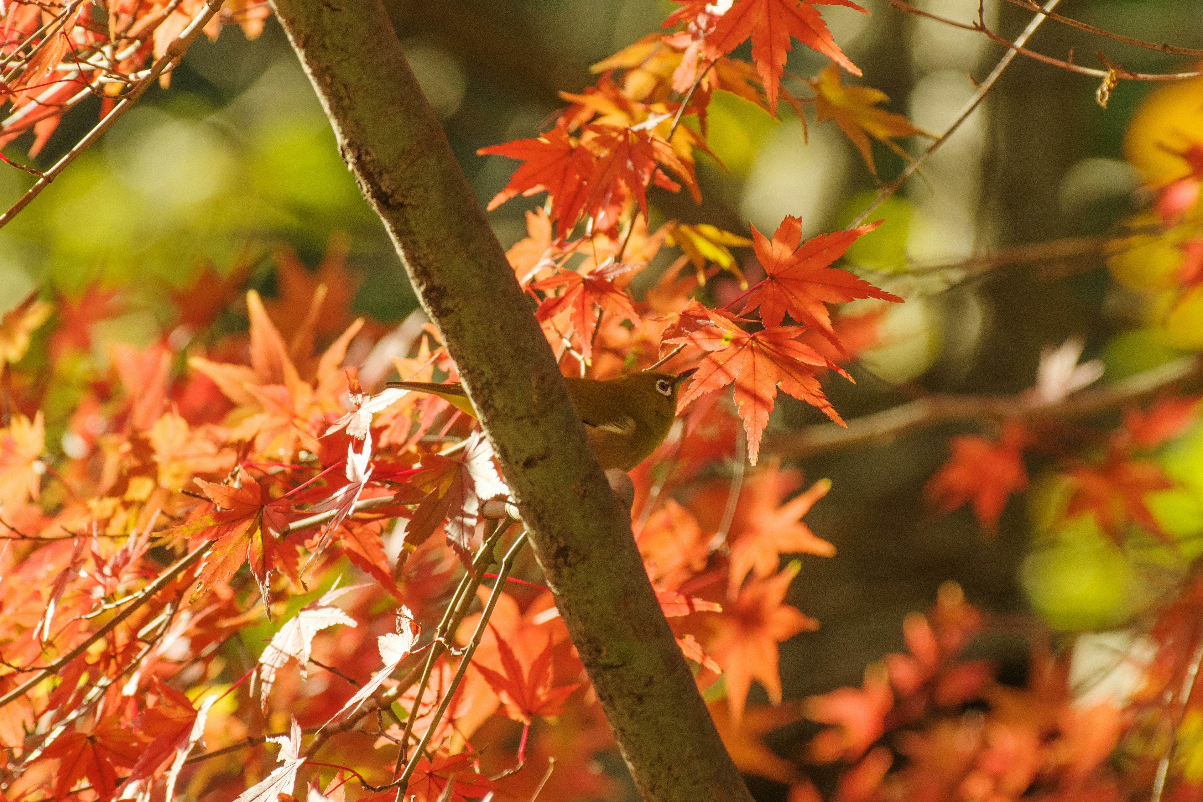 Eine Szene mit herbstlichem Laub und leuchtend roten Blättern sowie einem kleinen Vogel