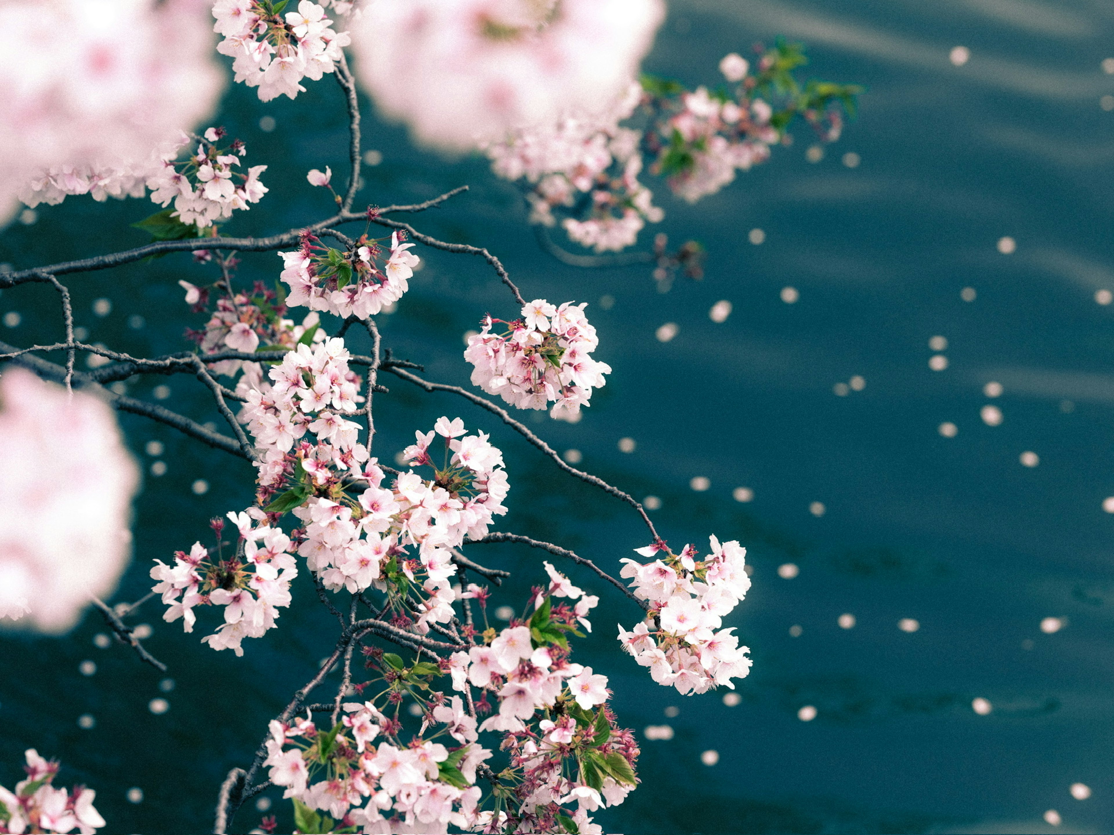 水面に浮かぶ桜の花びらと桜の枝のクローズアップ