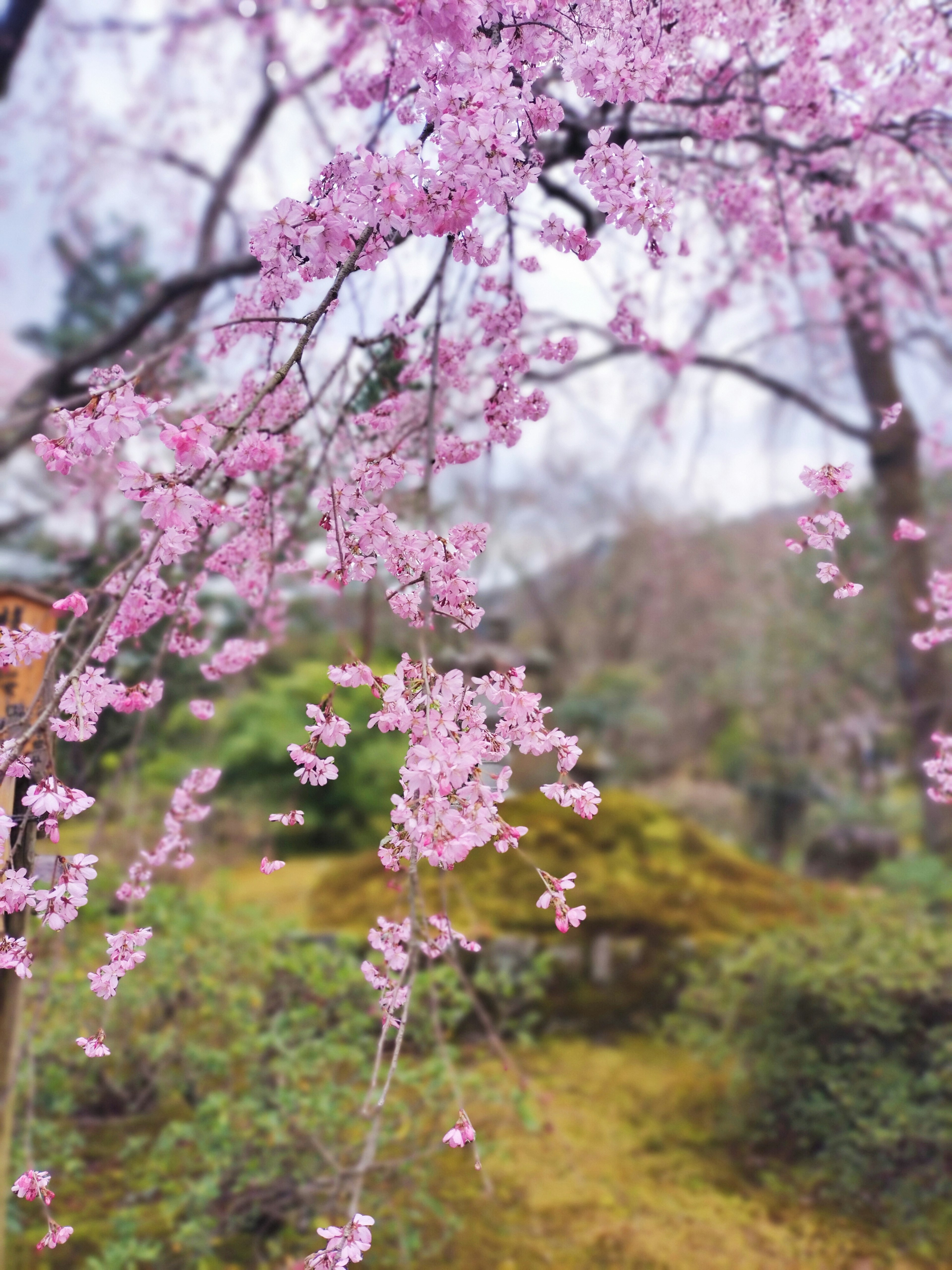 Kirschblüten in voller Blüte mit einem üppigen grünen Hintergrund