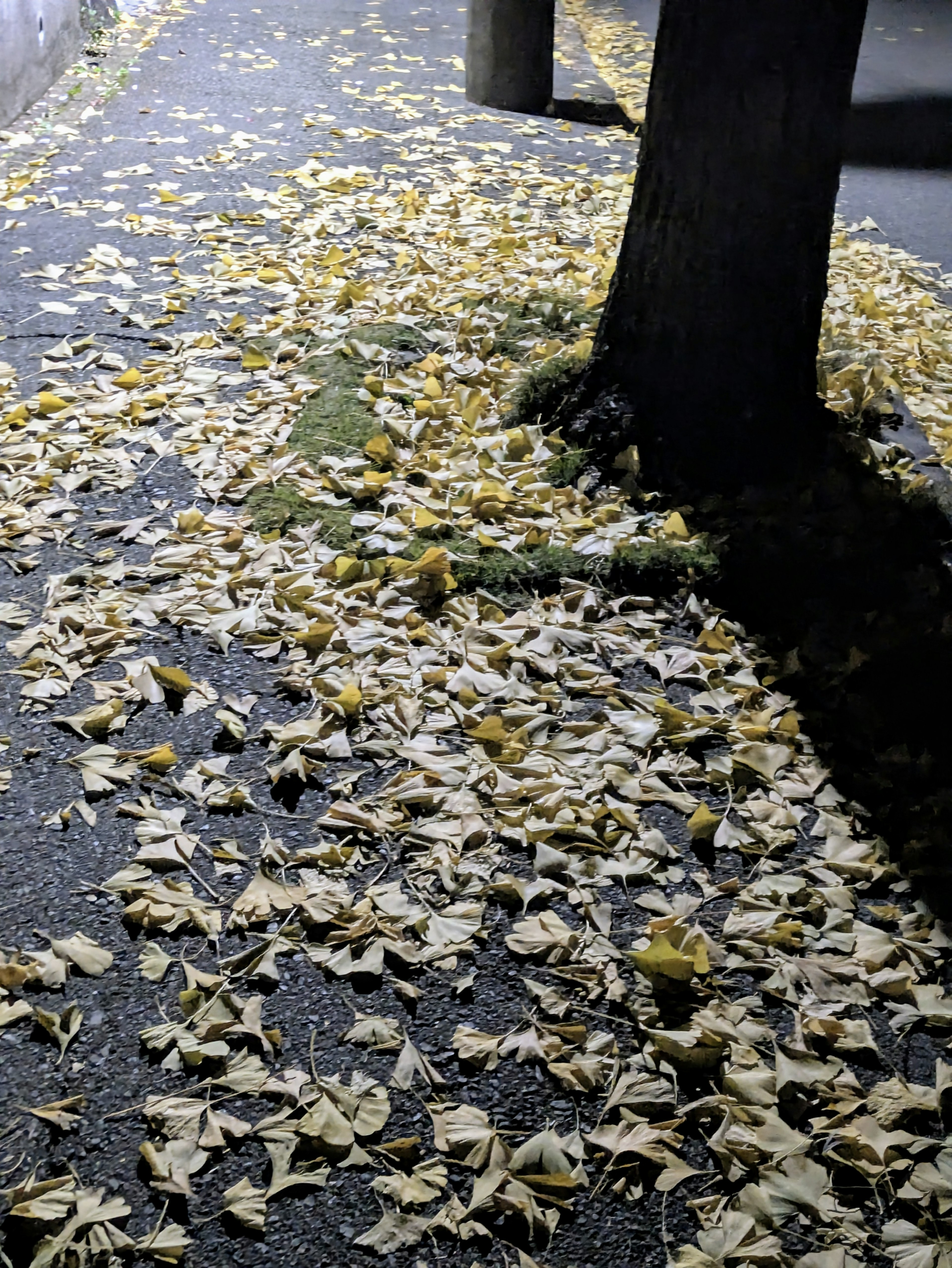 Un tappeto di foglie gialle sparse sul marciapiede sotto un albero