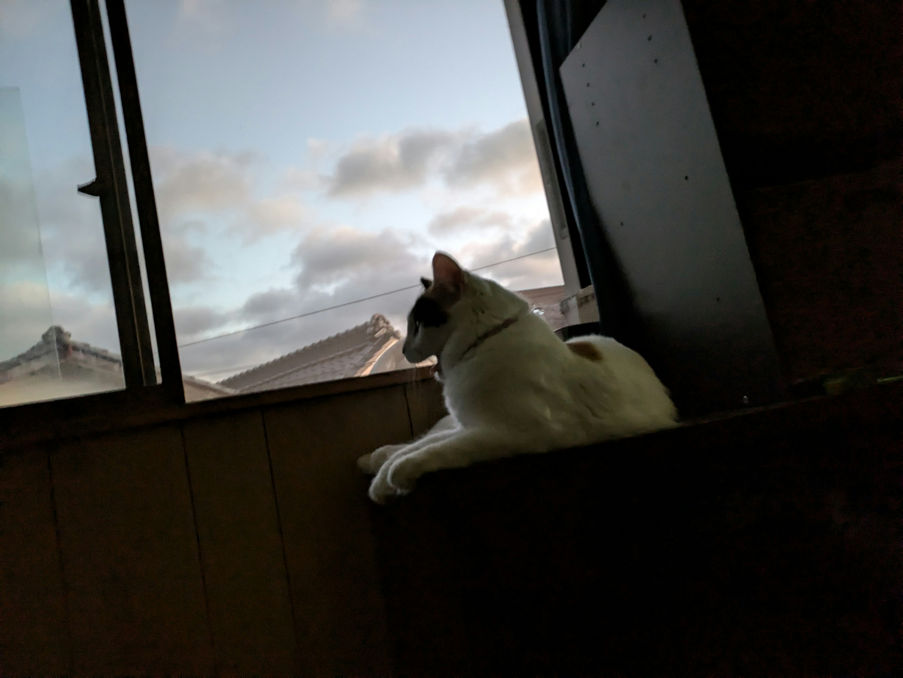 Un chat blanc assis près de la fenêtre regardant le ciel nuageux