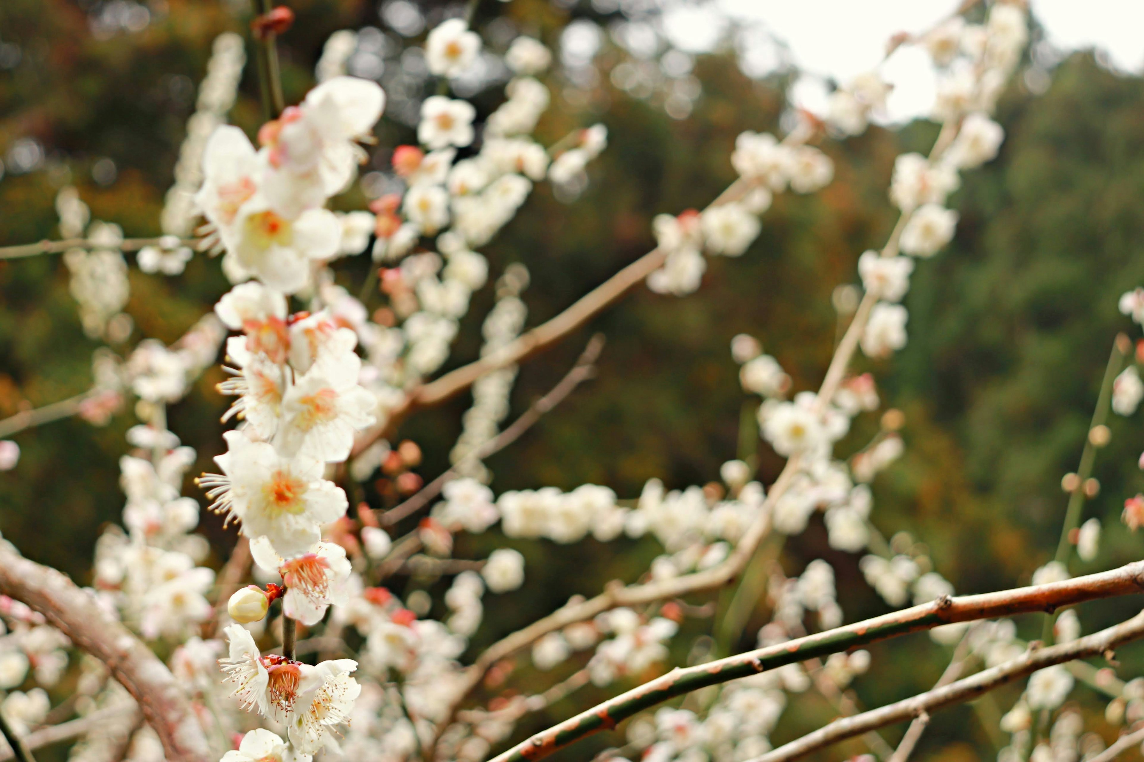 Gros plan de branches de prunier avec des fleurs blanches