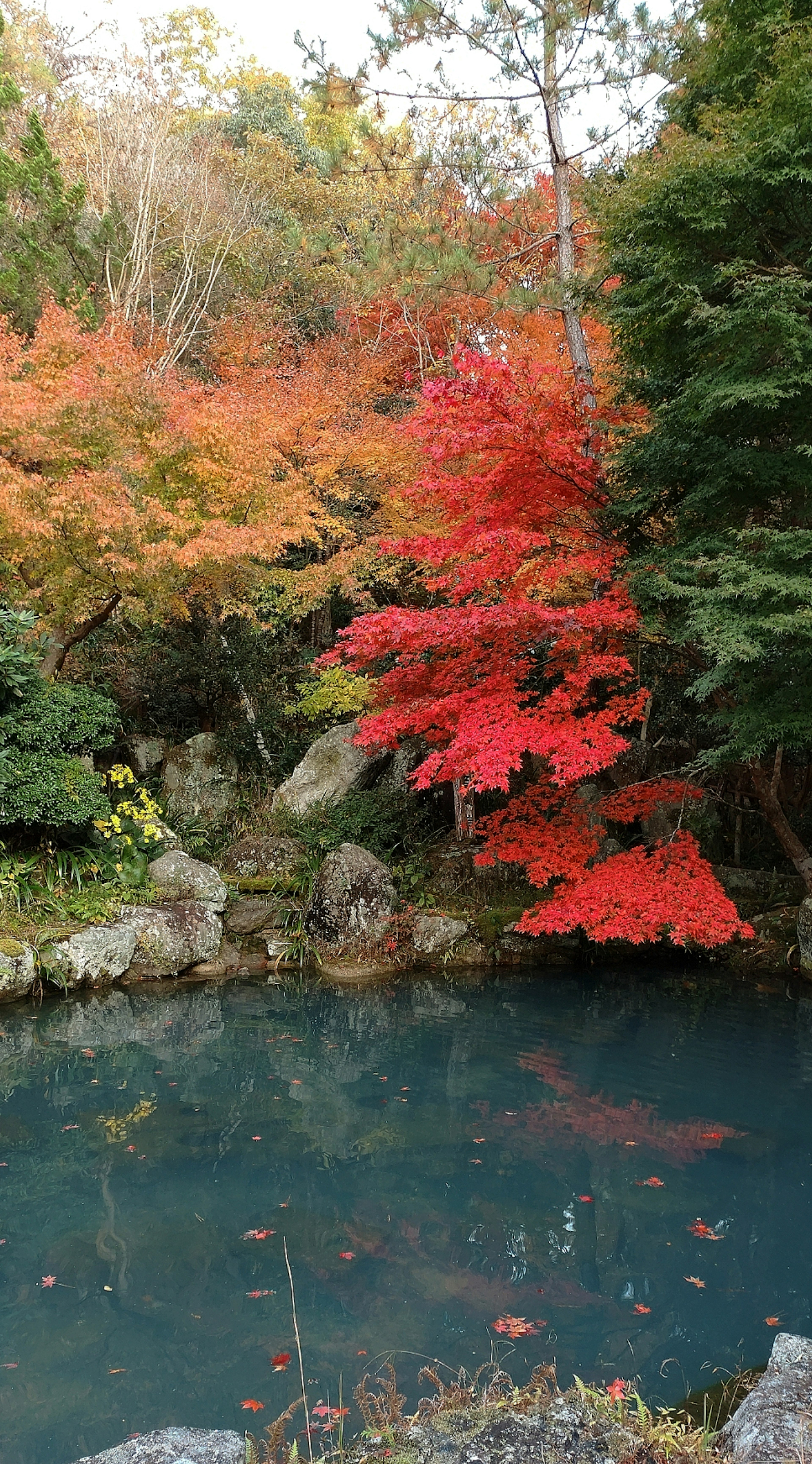 Un étang serein entouré d'un feuillage d'automne vibrant avec des érables rouges