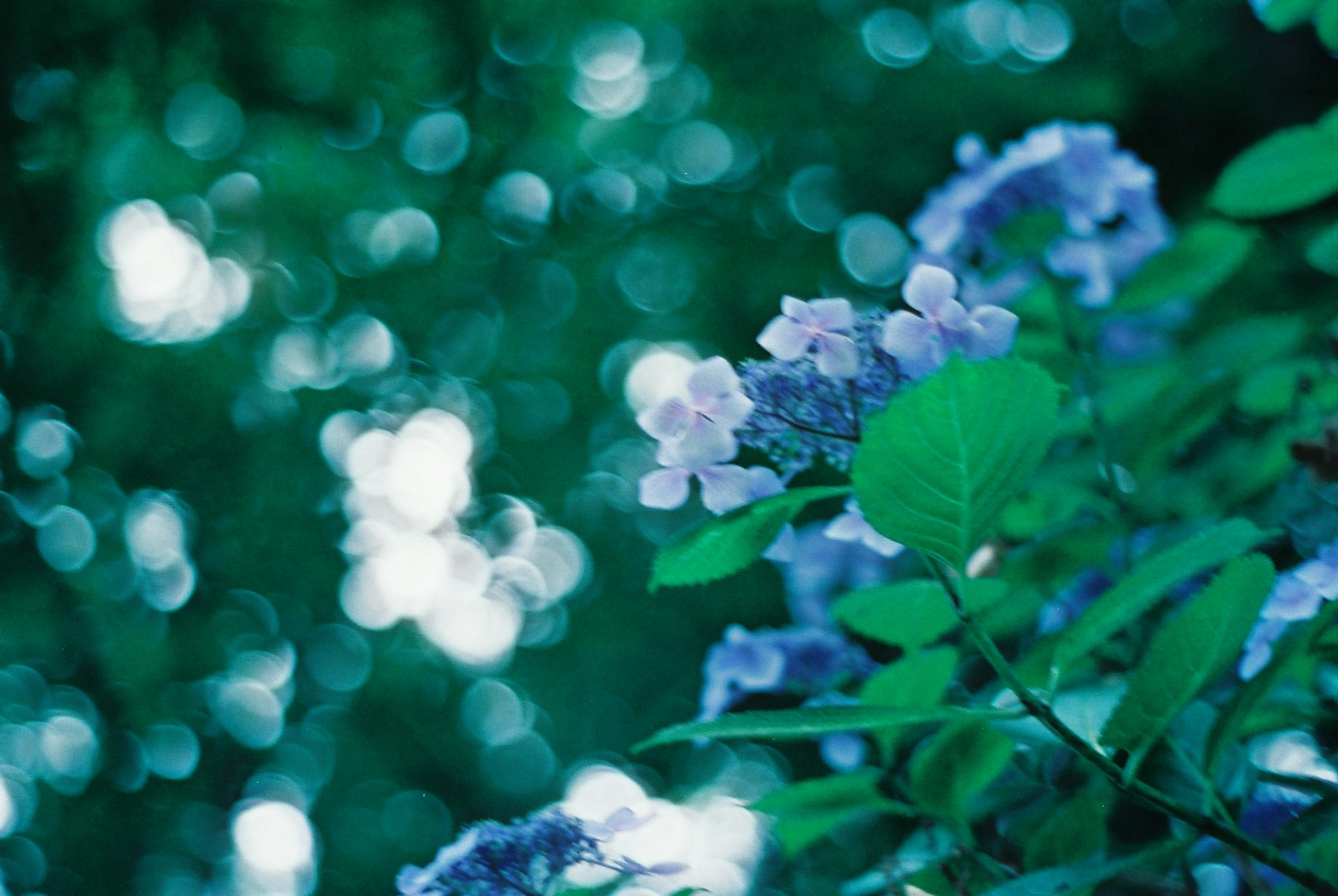 Lila Blumen blühen vor einem grünen Hintergrund