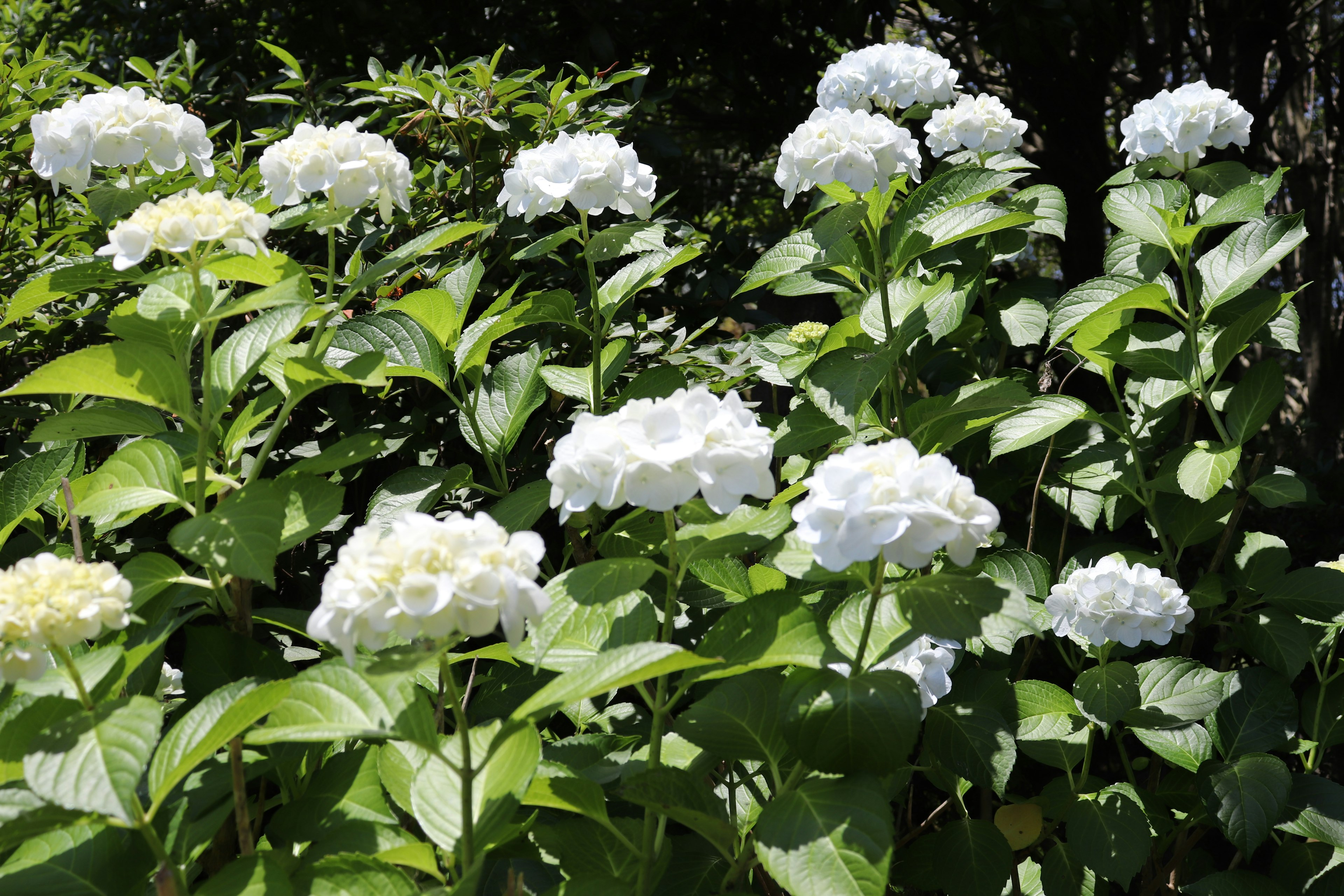 Weiße Hortensienblüten blühen zwischen üppigem grünem Laub