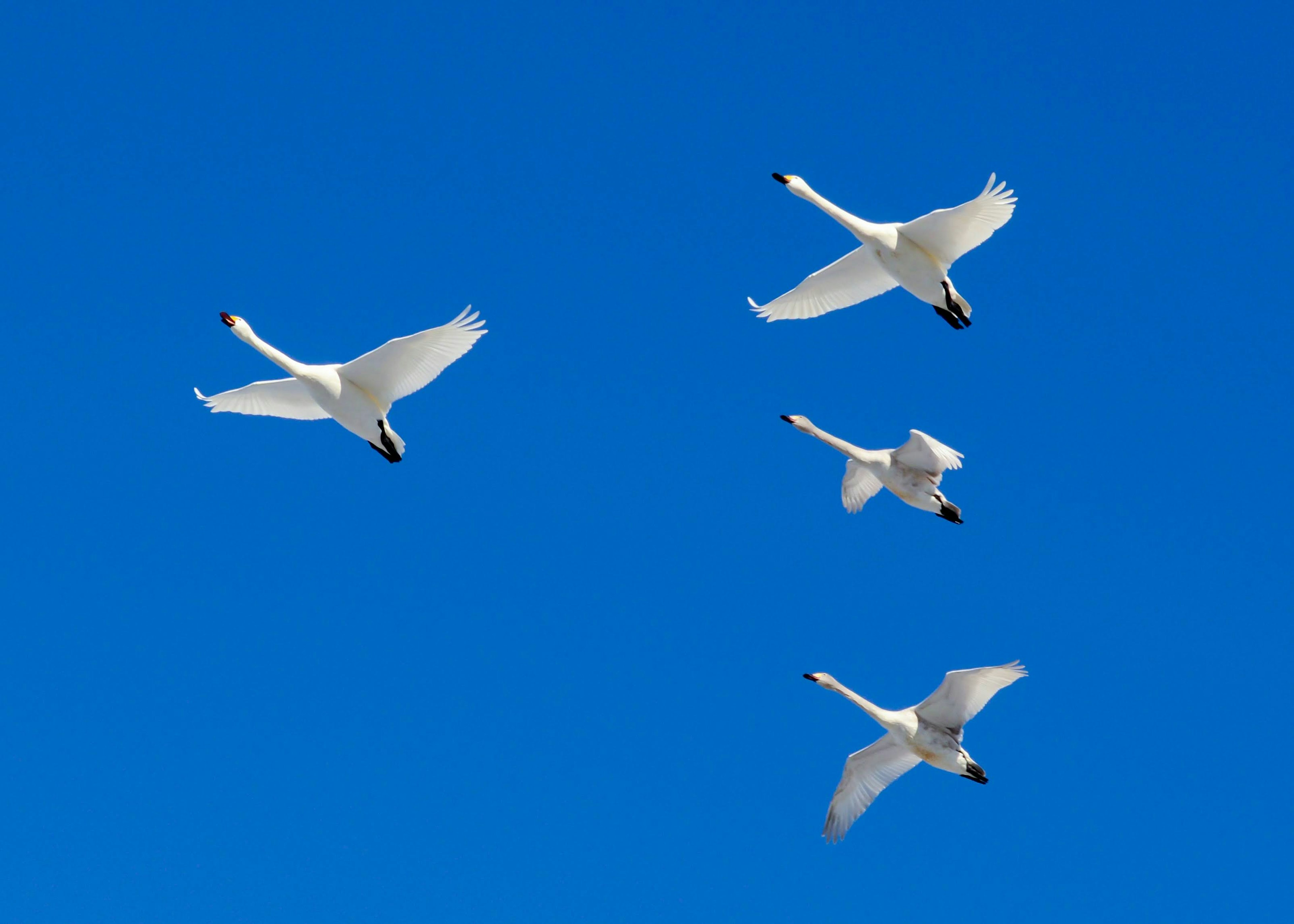 青空を背景に飛ぶ白鳥の群れ