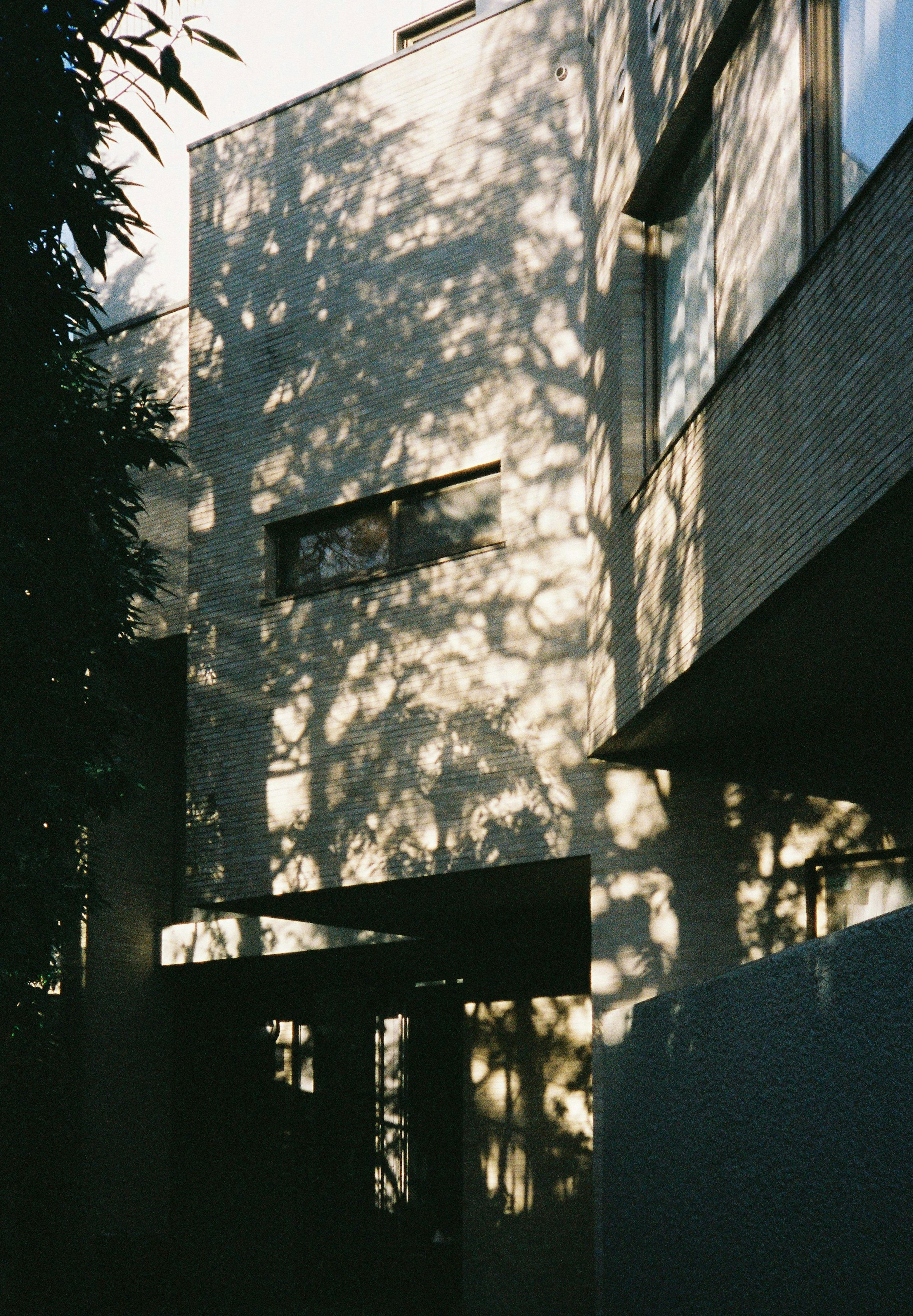 Schöne Schatten von Bäumen, die an die Wand des Gebäudes projiziert sind