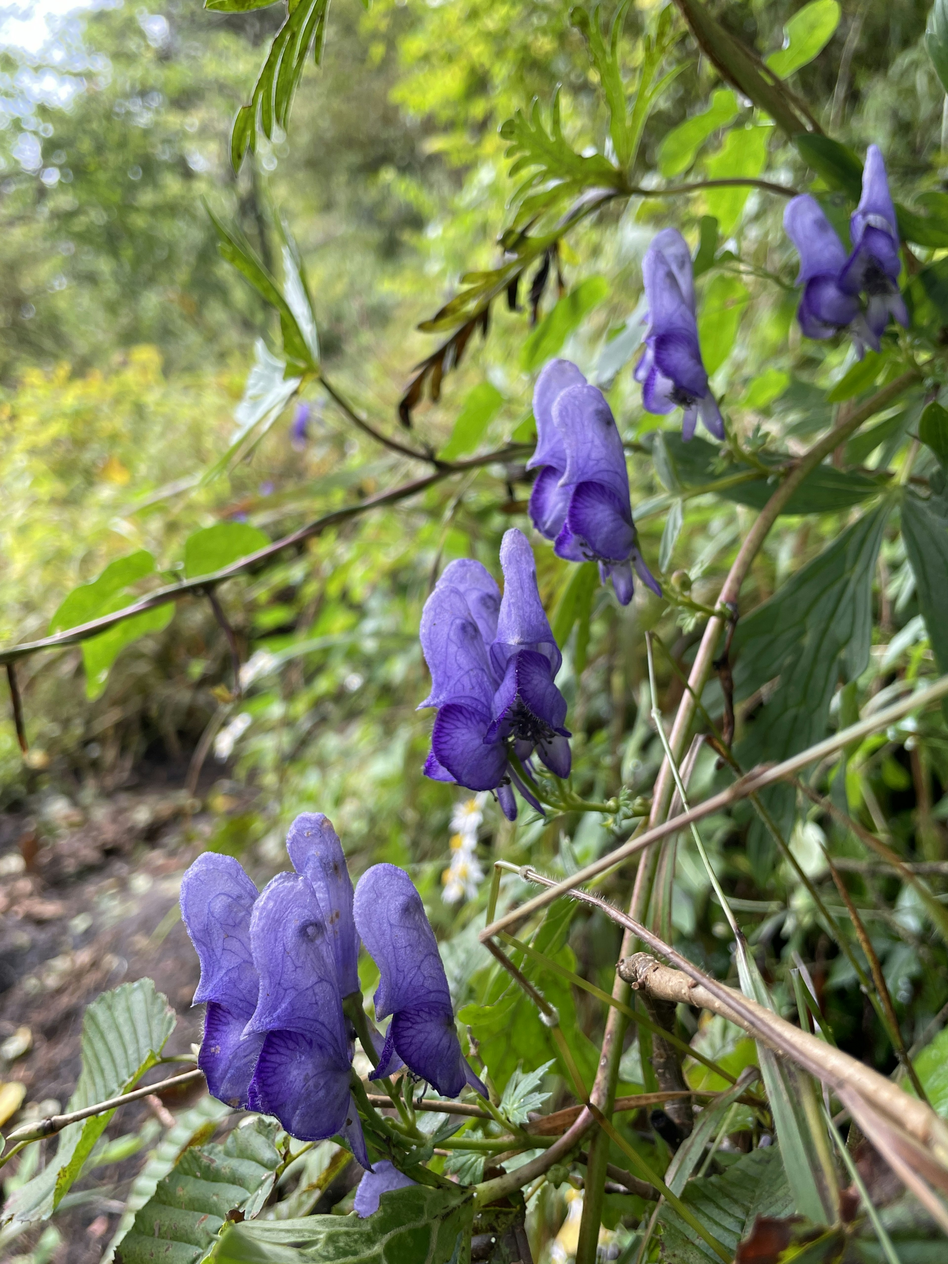 Close-up of purple flowers on a plant in a natural setting