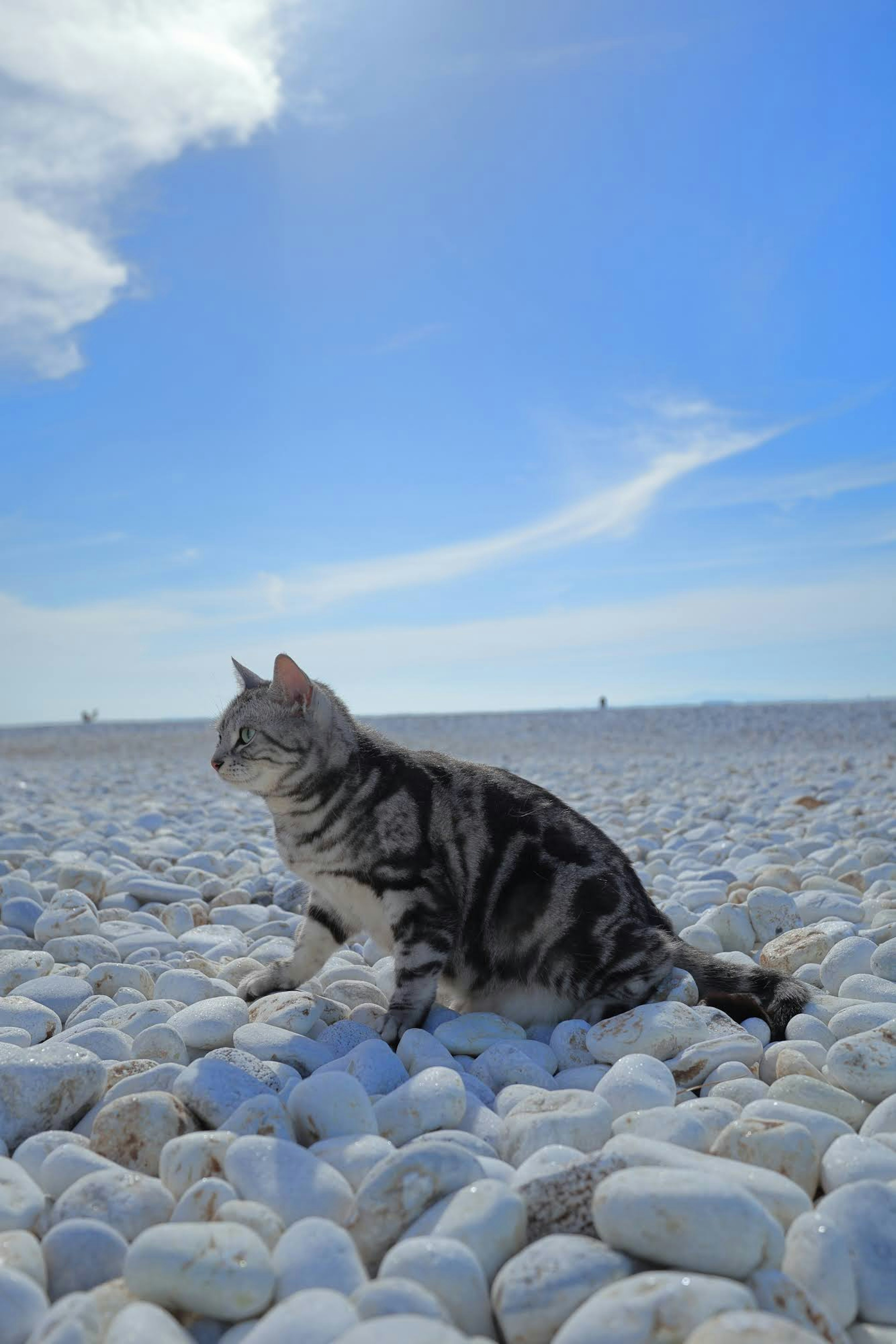 Gatto seduto su ciottoli bianchi sulla spiaggia