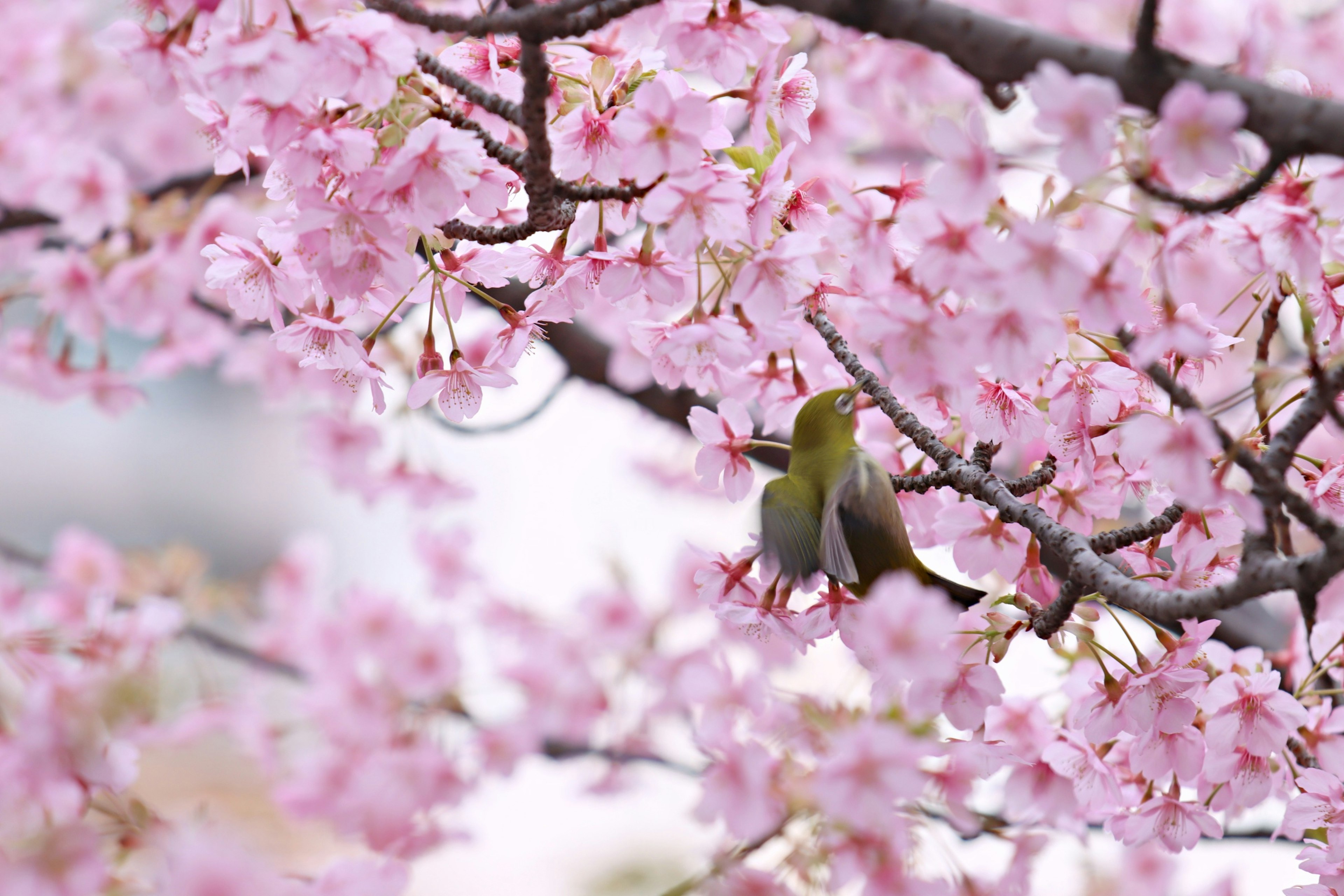 Seekor burung kecil bertengger di antara bunga sakura pink