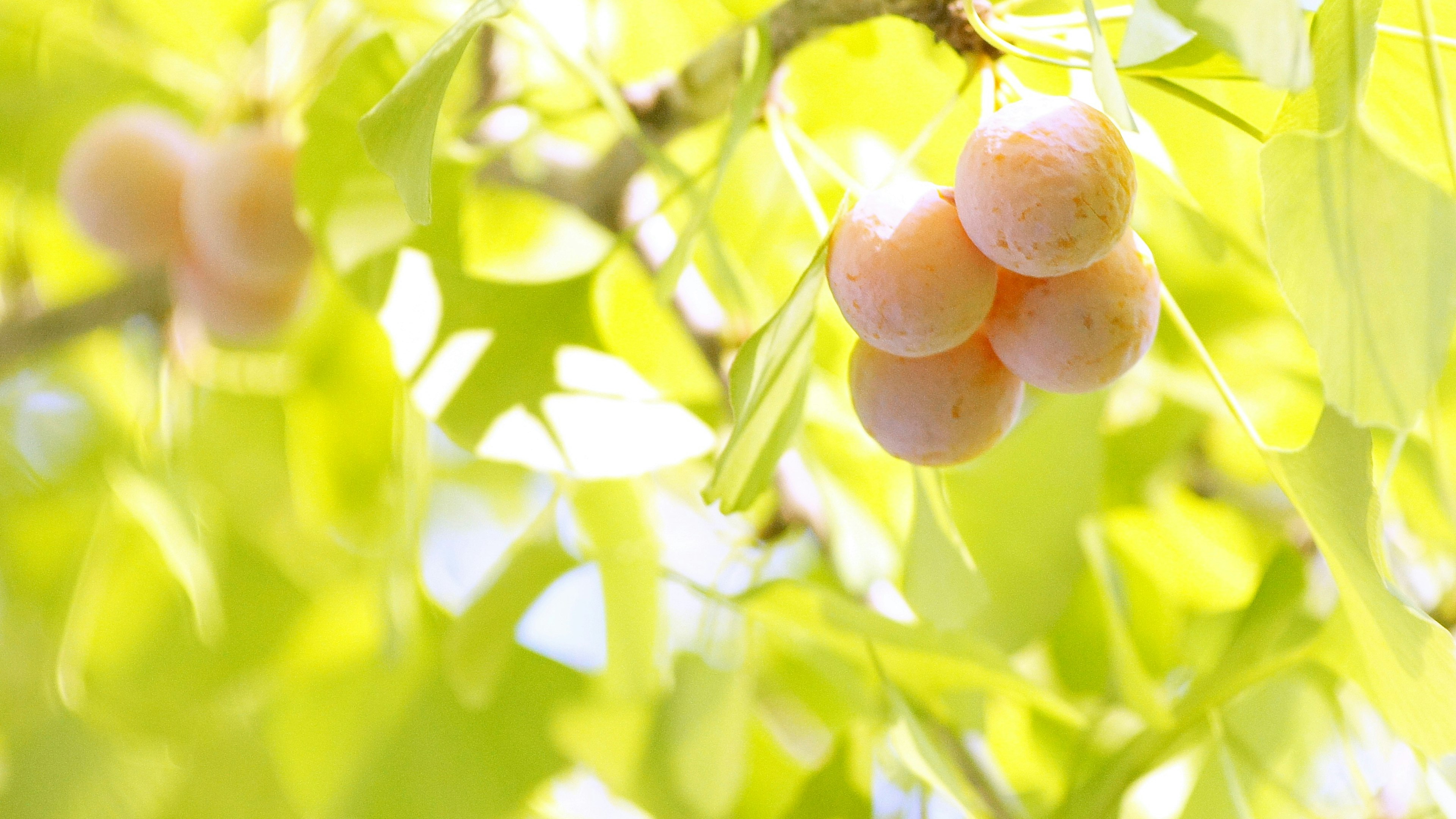 明るい緑の葉に囲まれた、淡いオレンジ色の果実がなっている