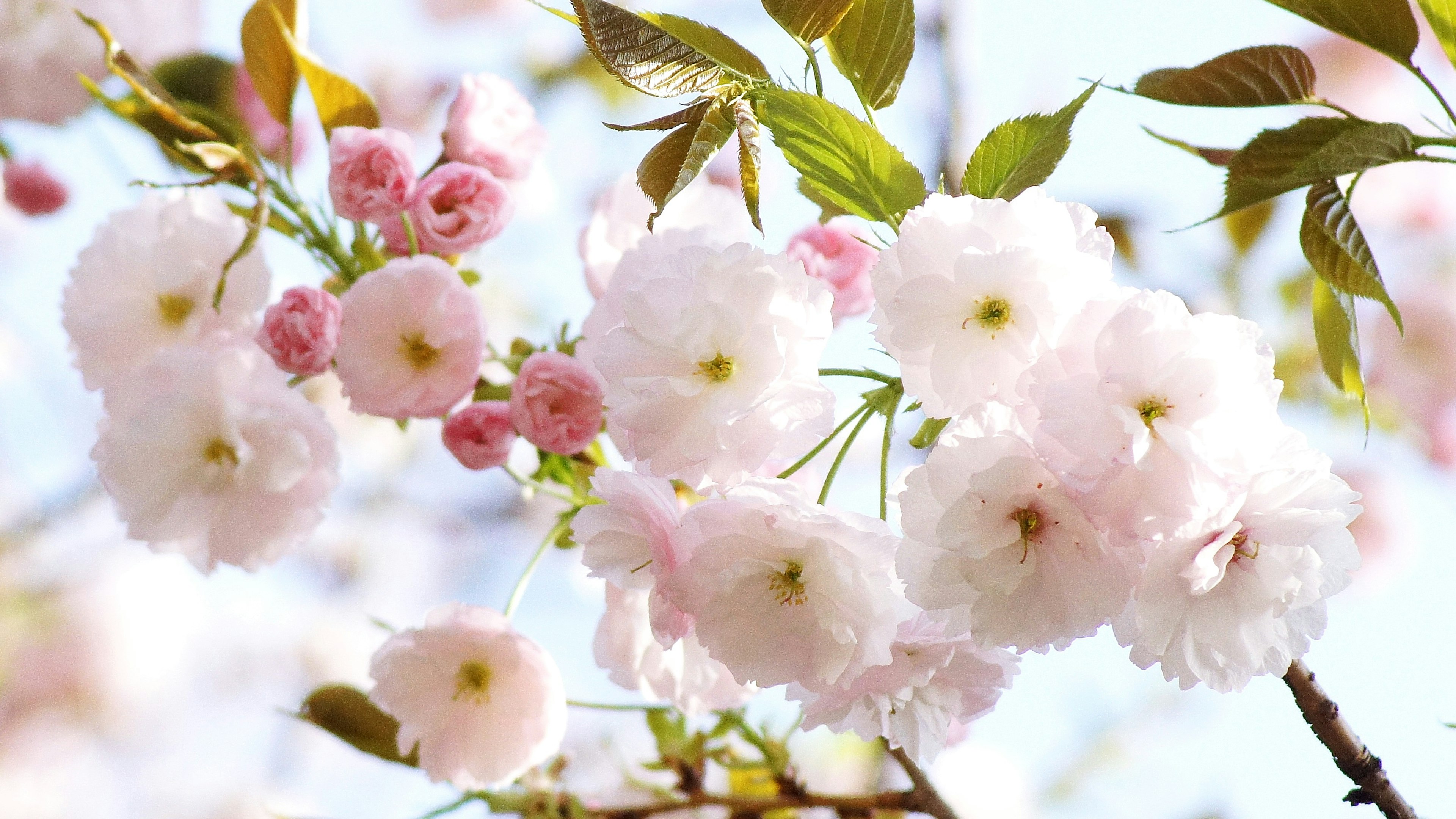 Primo piano di fiori di ciliegio su rami di albero