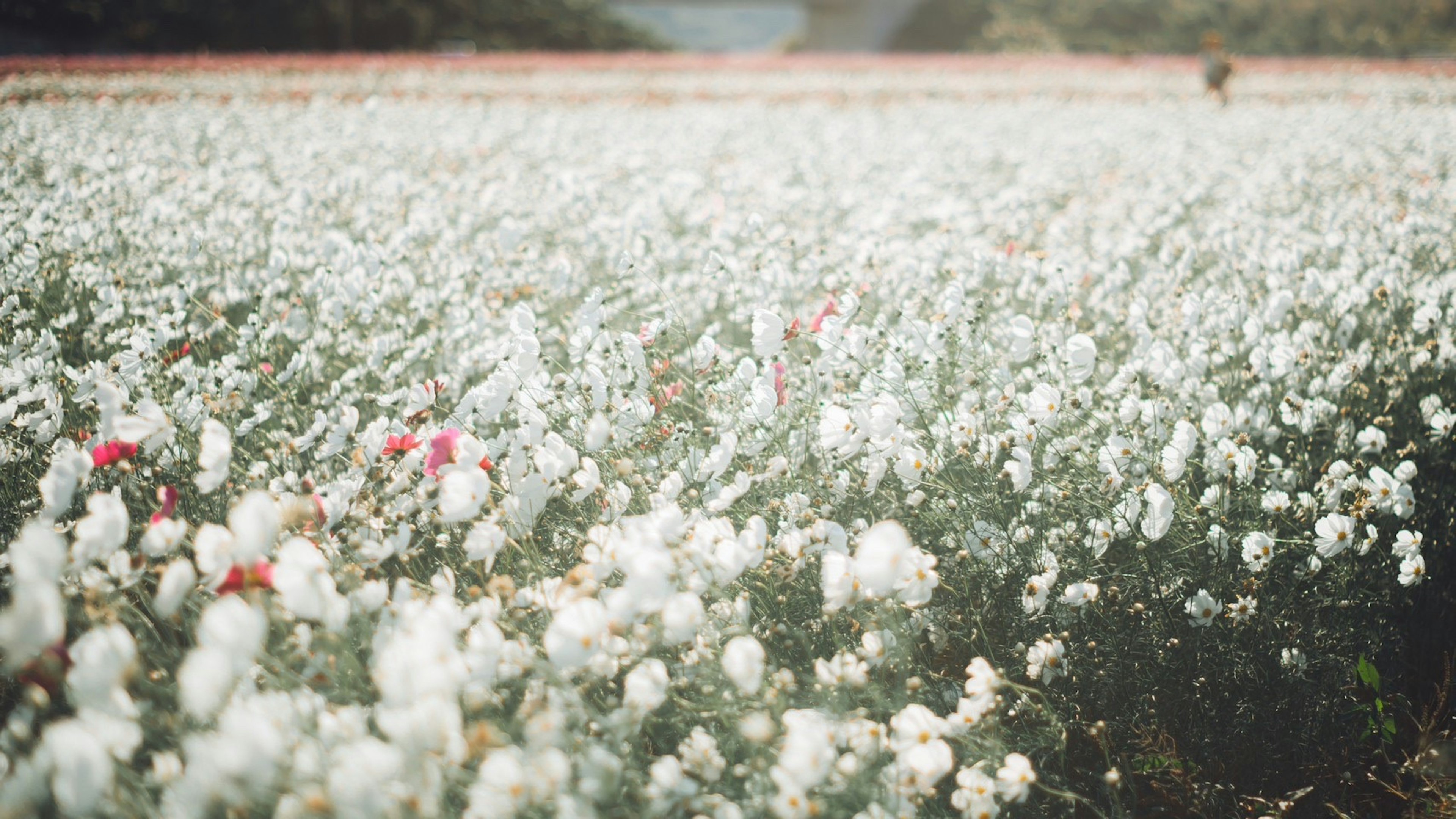 Campo expansivo de flores blancas con flores rosas dispersas