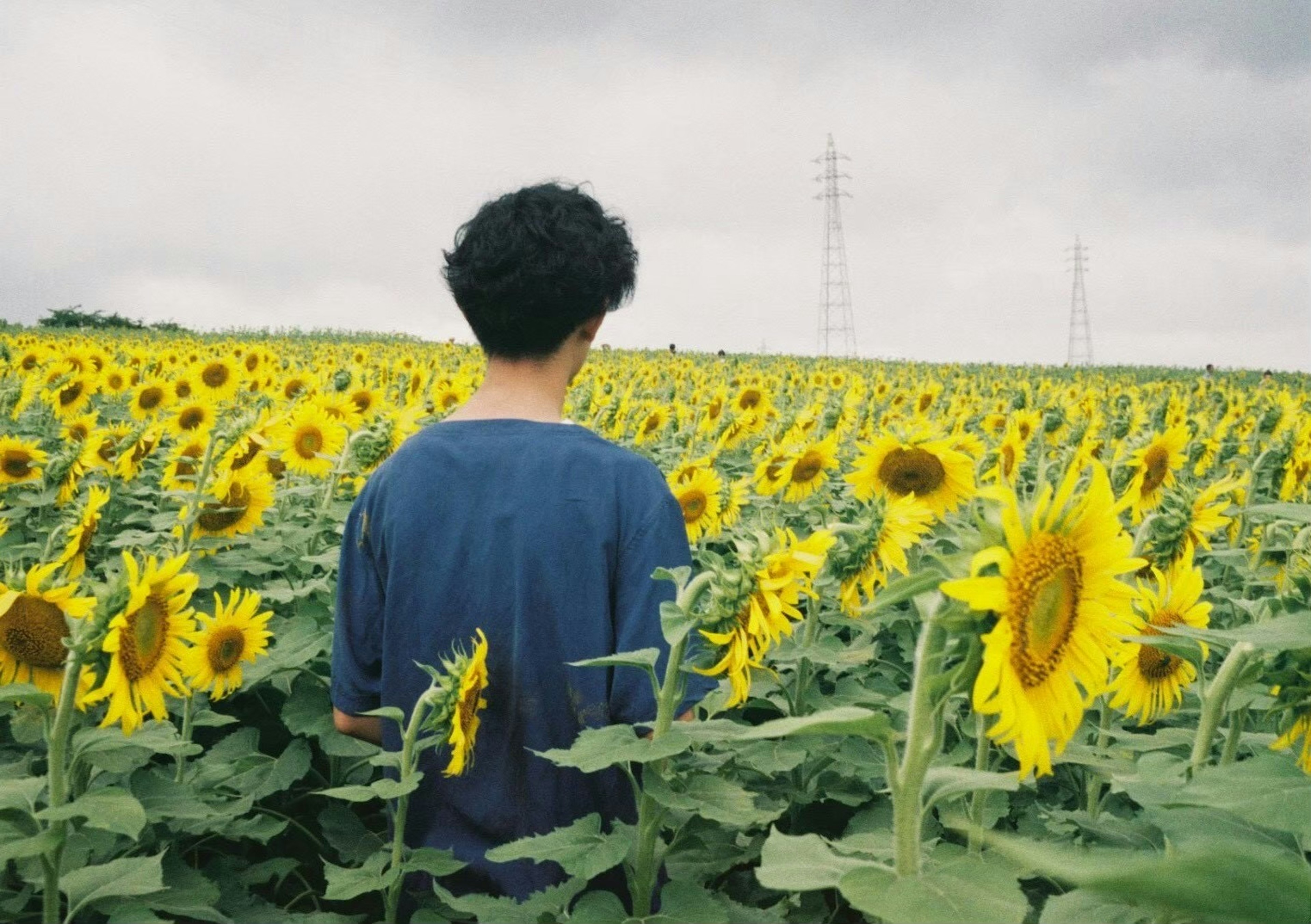 Persona de pie en un campo de girasoles rodeada de flores amarillas y hojas verdes