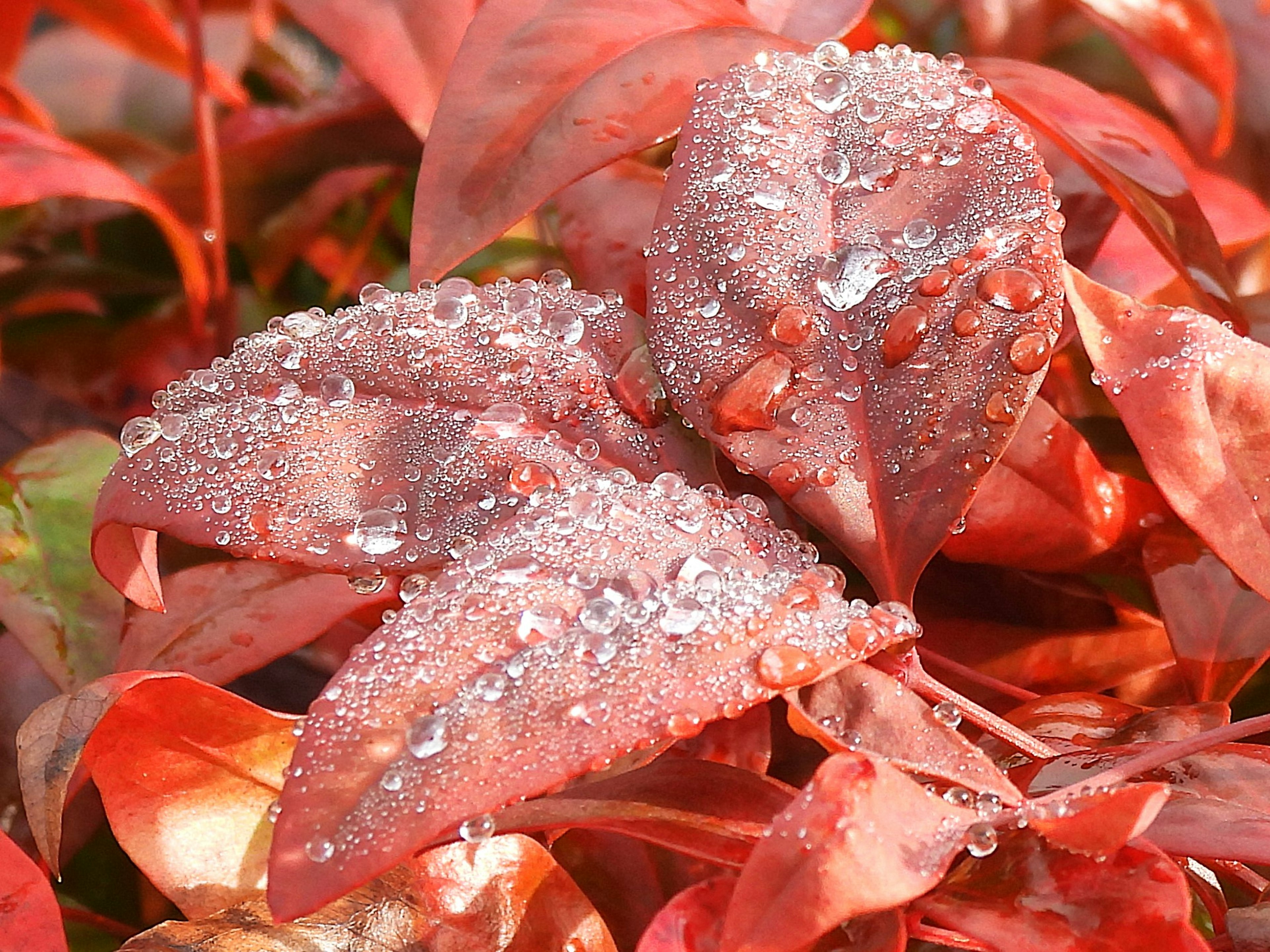 Close-up image of red leaves with water droplets