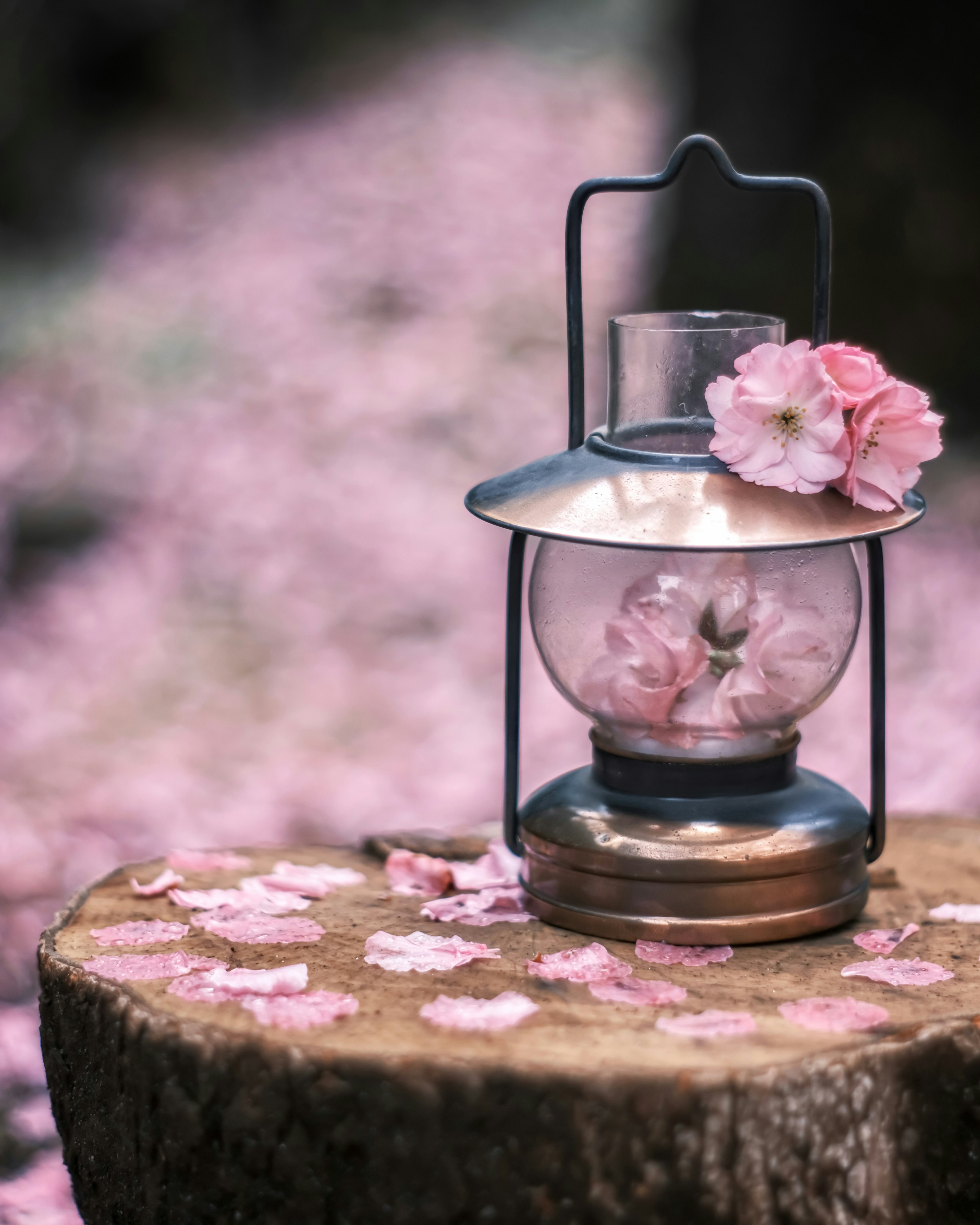 Lantern with pink flowers on a wooden stump surrounded by cherry blossom petals