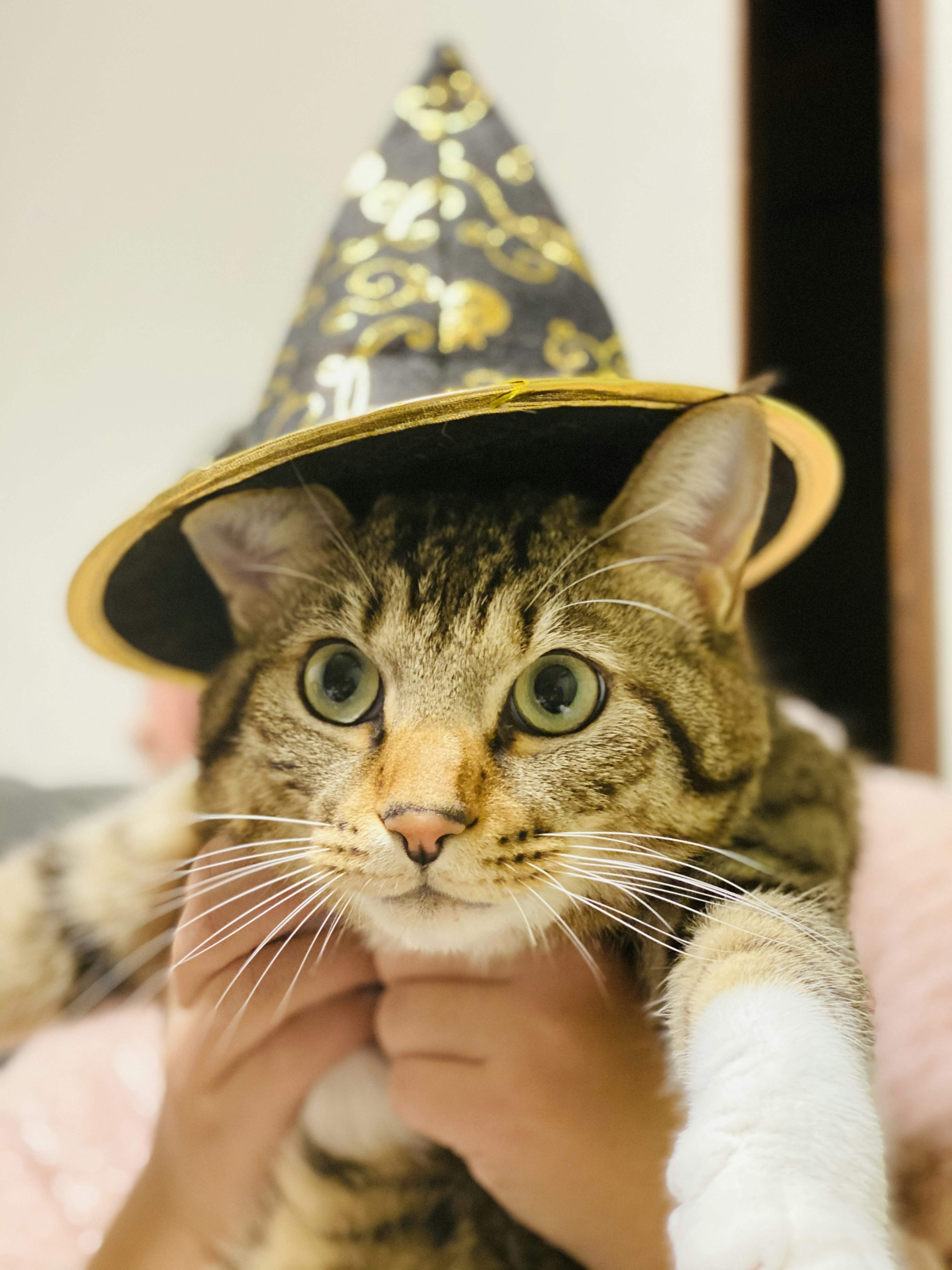 Un gato con un sombrero de mago negro y dorado sostenido por una persona