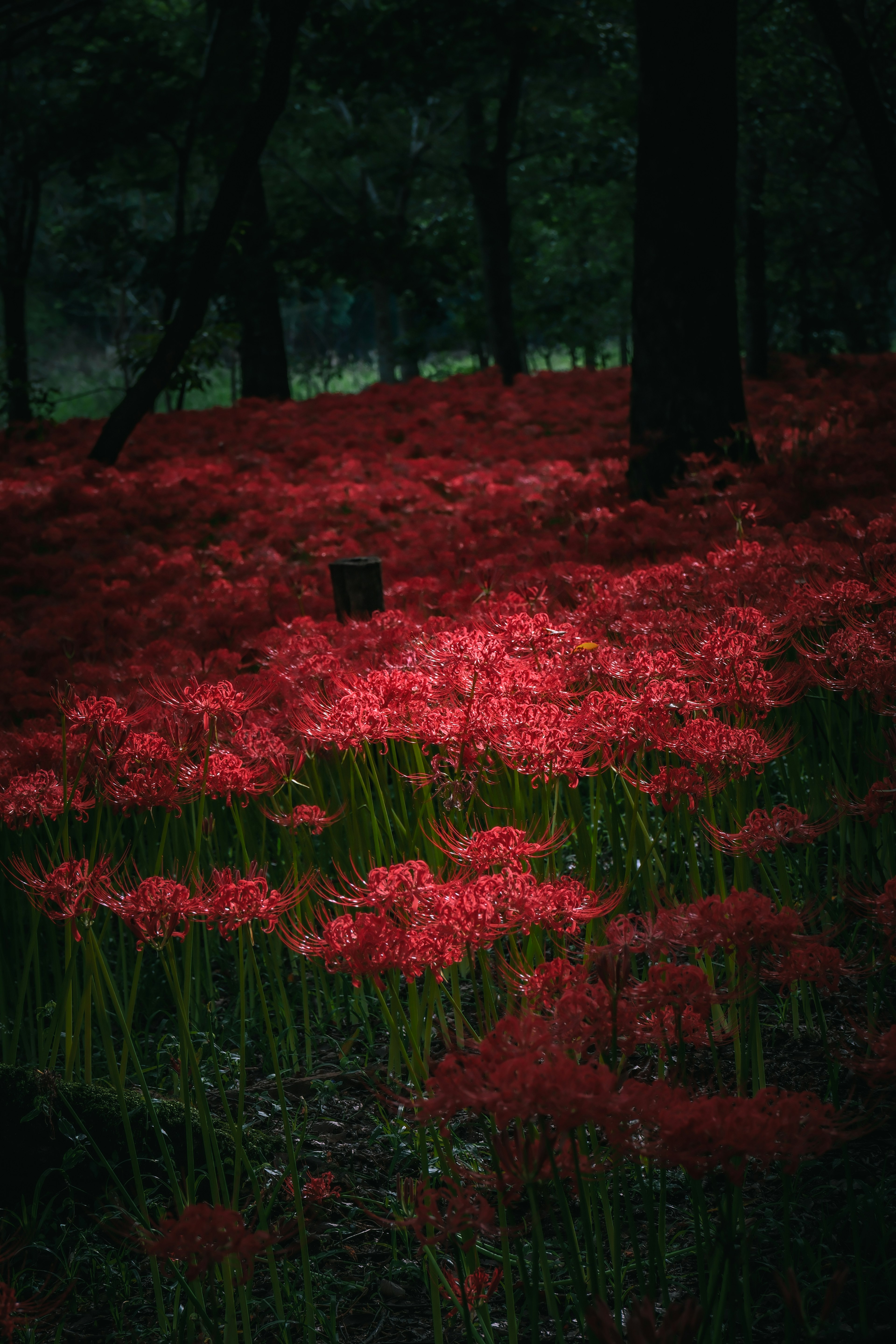 赤い彼岸花が広がる森の風景