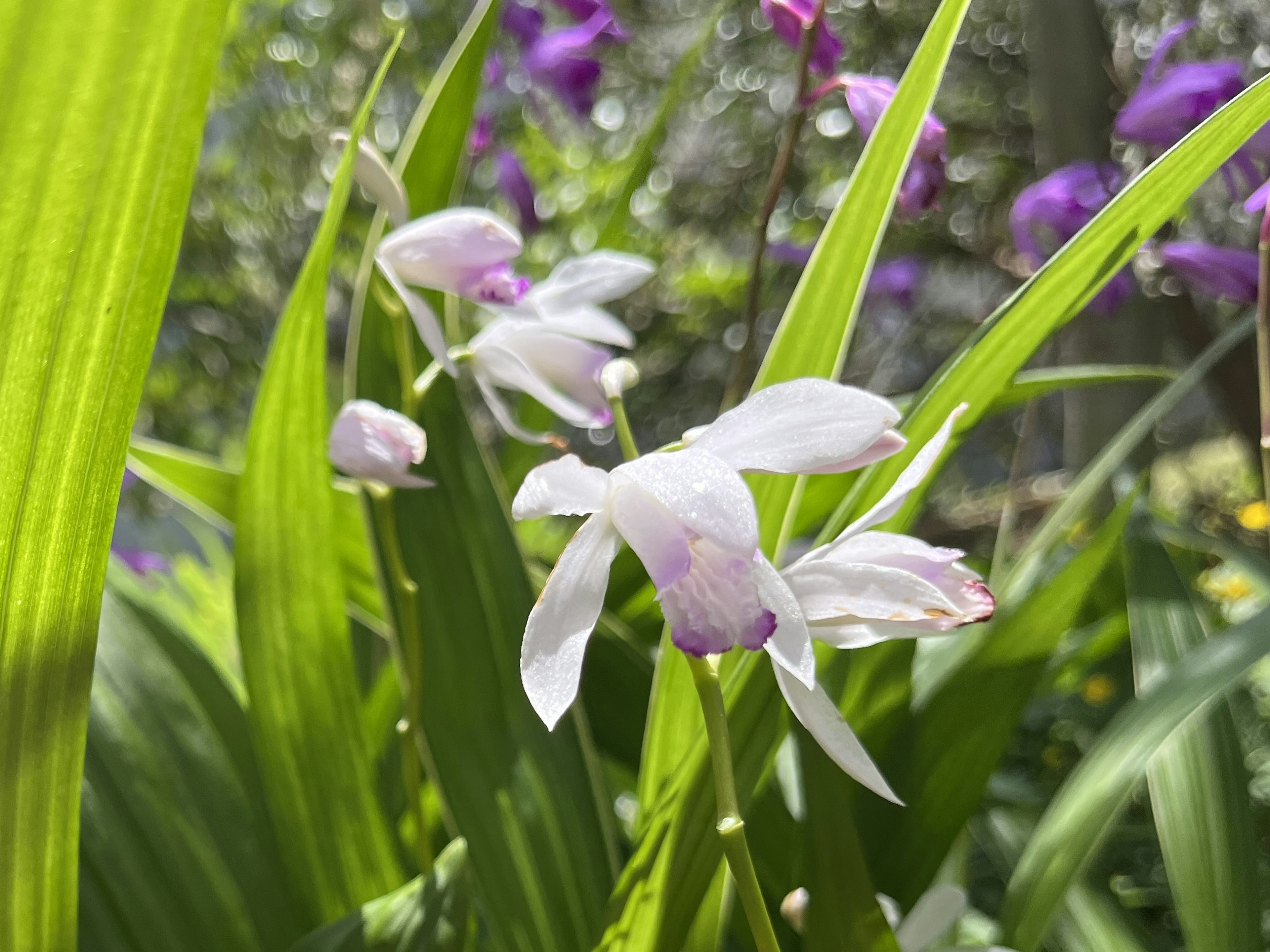 Gros plan d'une plante avec des fleurs blanches et des feuilles vertes