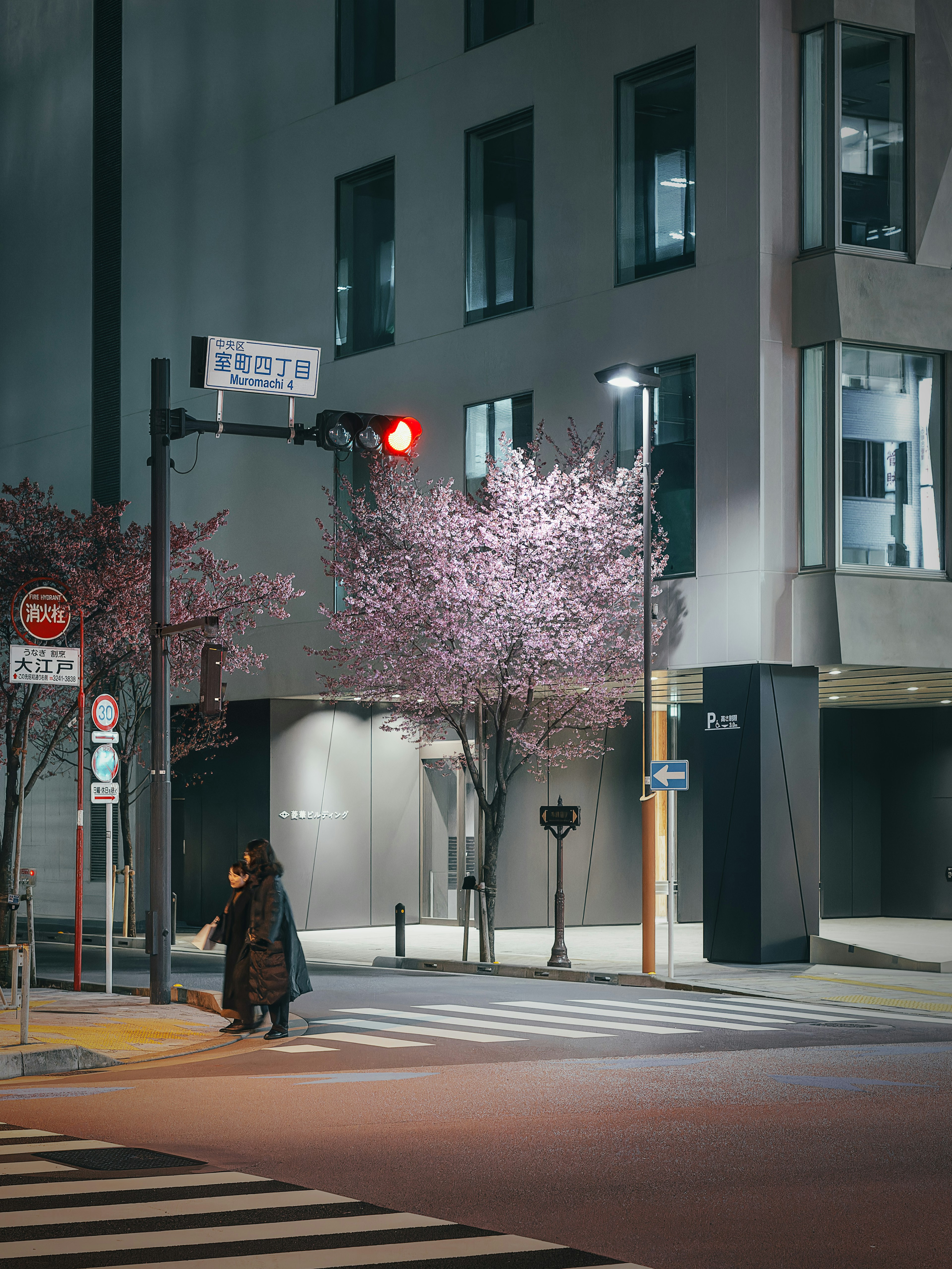 A person standing at a street corner with cherry blossom trees at night