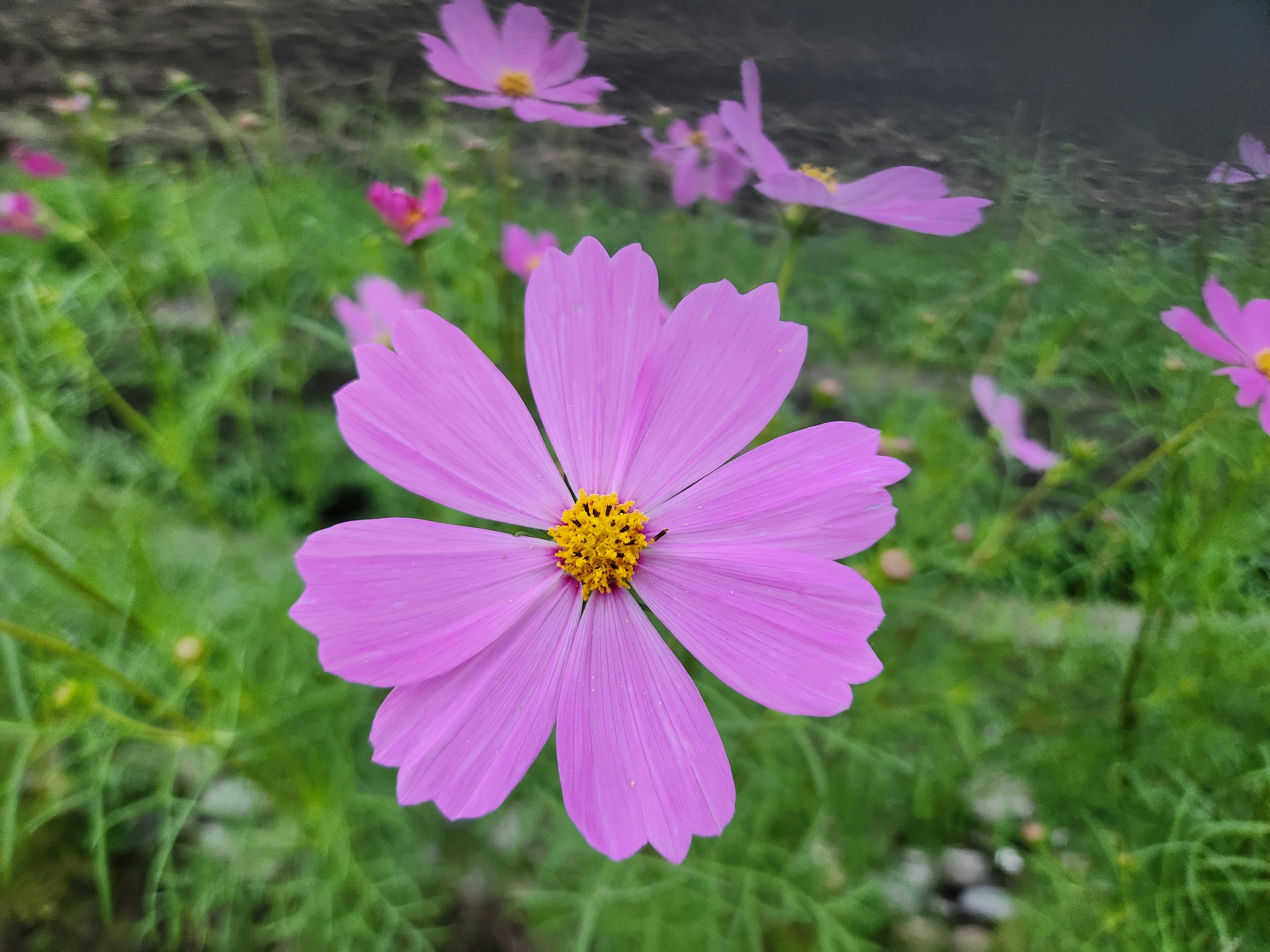 ピンクのコスモスの花が中央にあり、周囲には緑の葉が広がっている