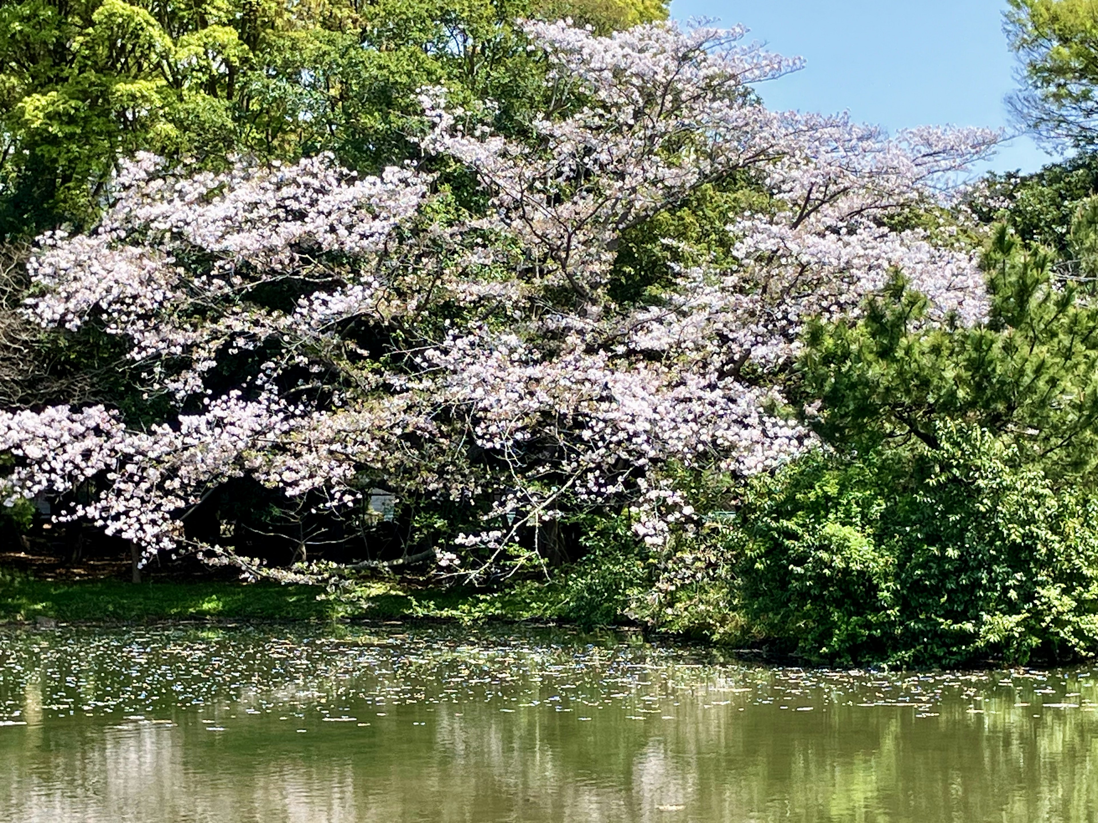 Schöner Kirschbaum am Ufer eines ruhigen Teiches