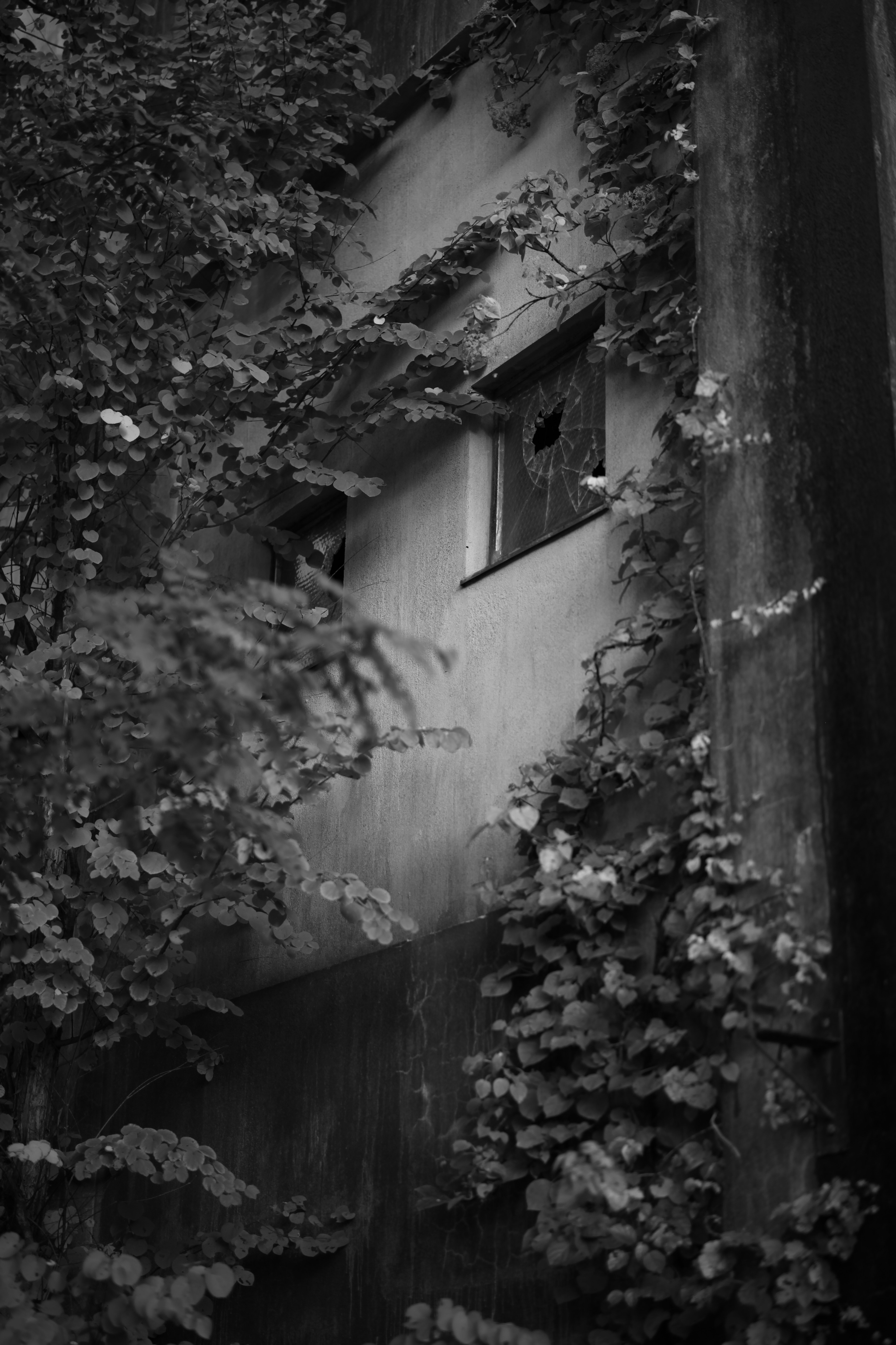 A wall and windows of an old building covered in leaves